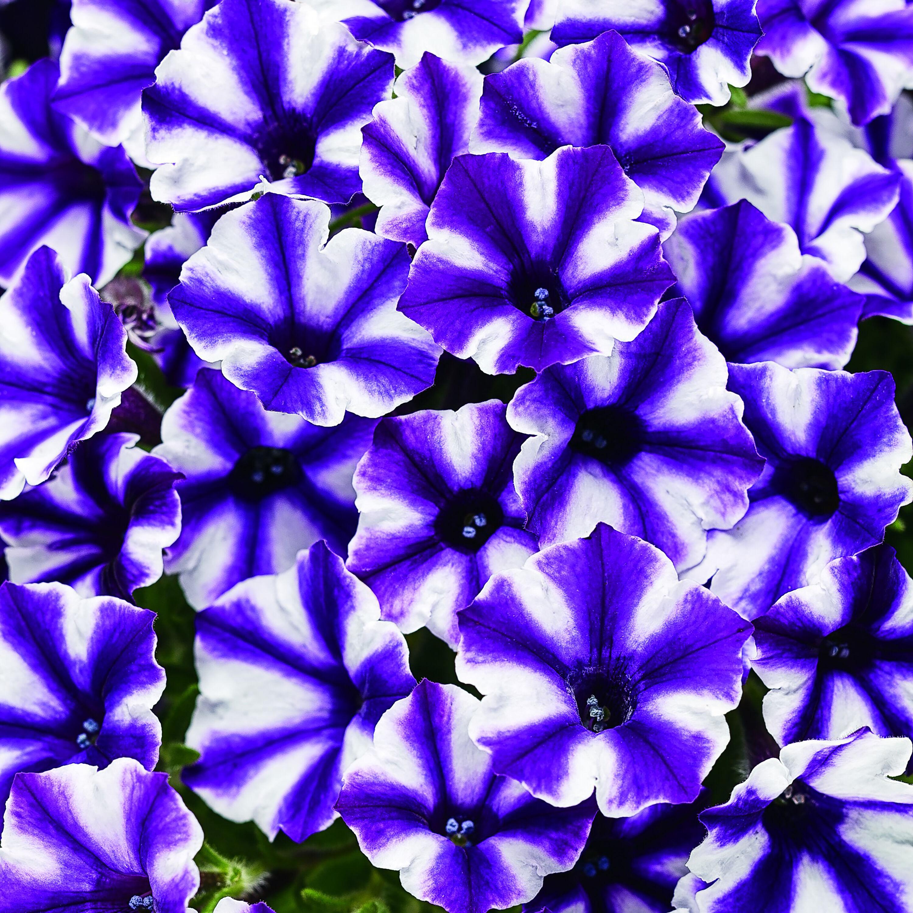 Proven Winners 6" Purple Supertunia Mini Vista Violet Star Petunia (Petunia hybrid) Annual Live Plant in 4.94" Eco+ Grande Pots (4 Count)