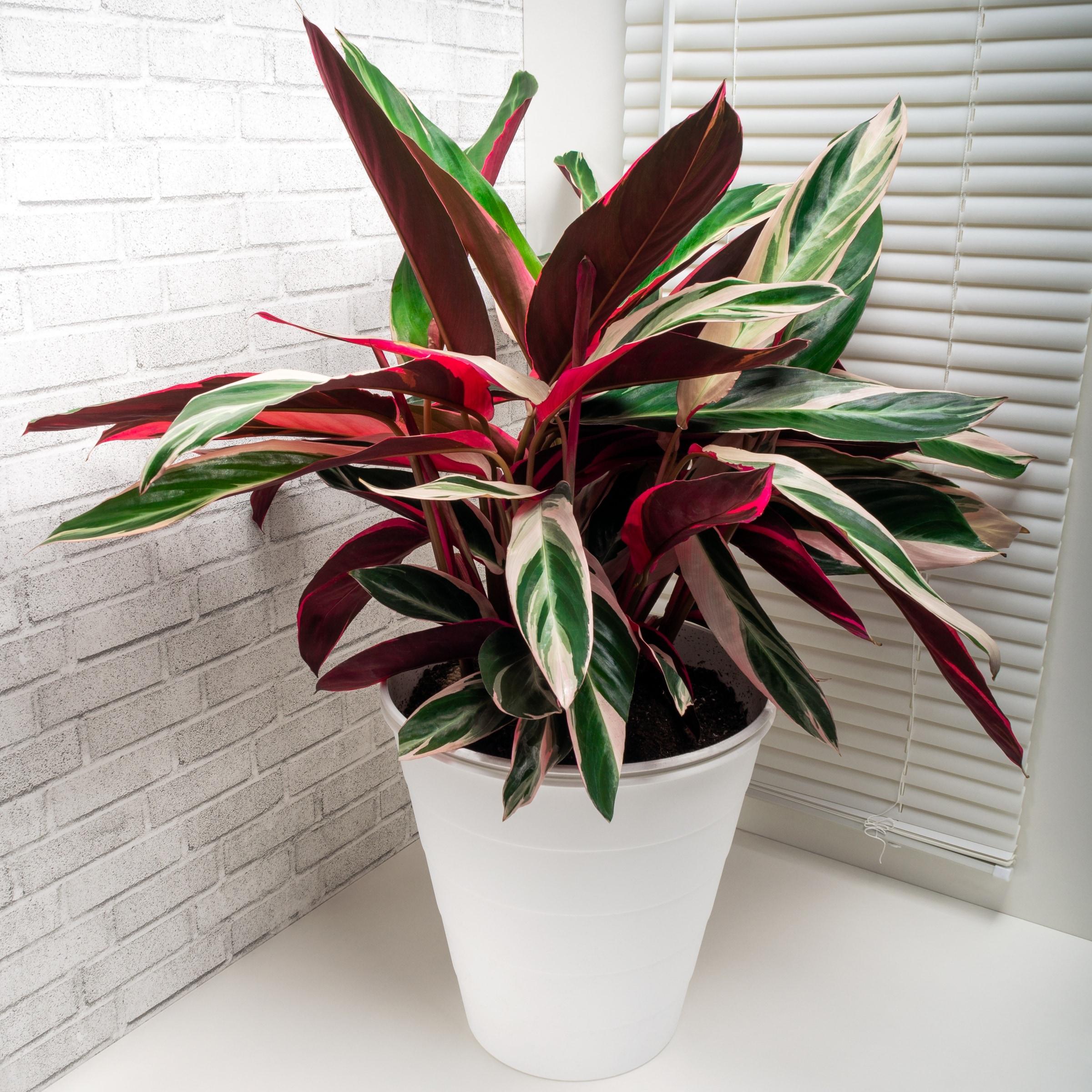 Stromanthe Triostar Indoor Air-Purifying Plant in Black Plastic Container