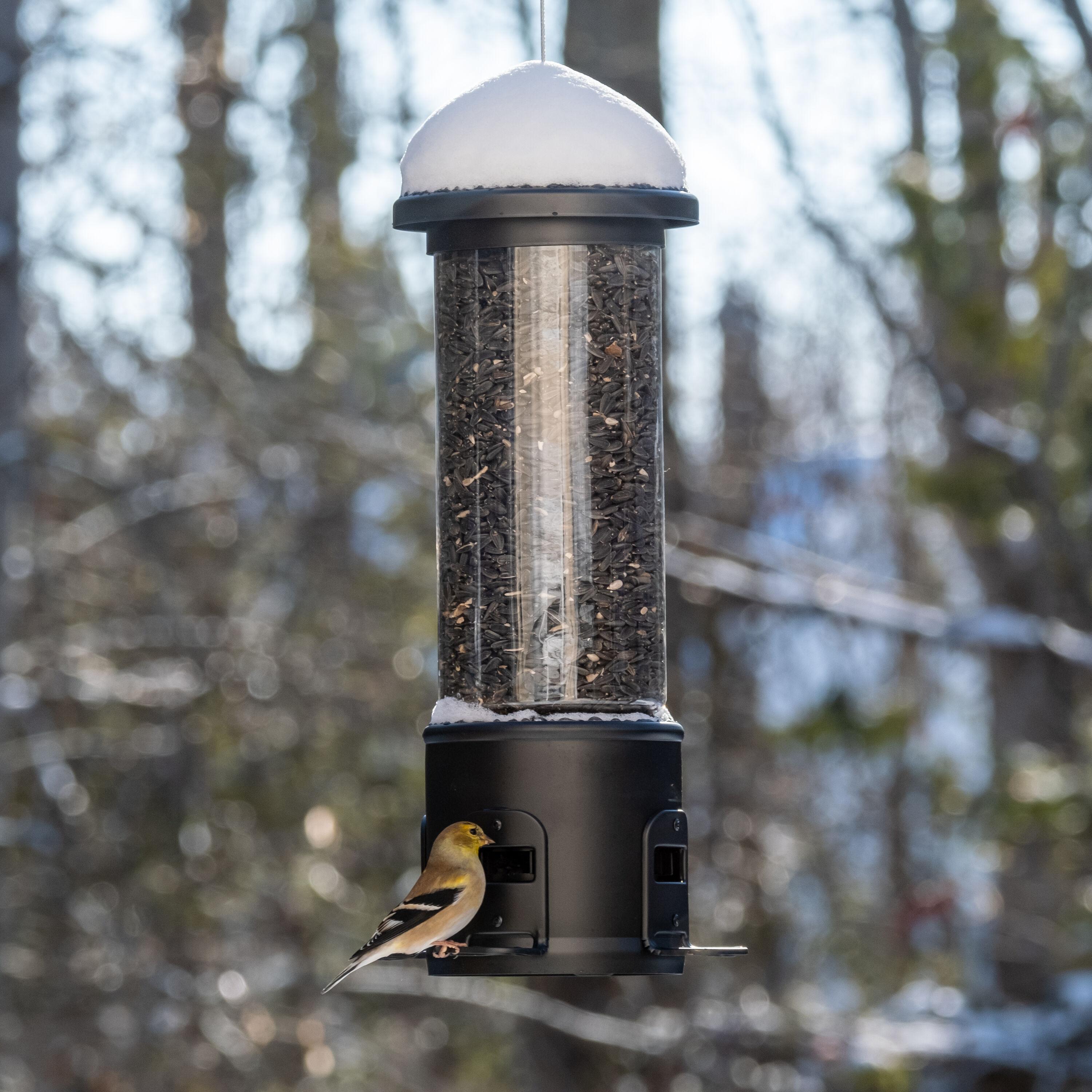 Nature's Way Bird Products 3.1qt Squirrel Shield Metal Feeder 17.25"