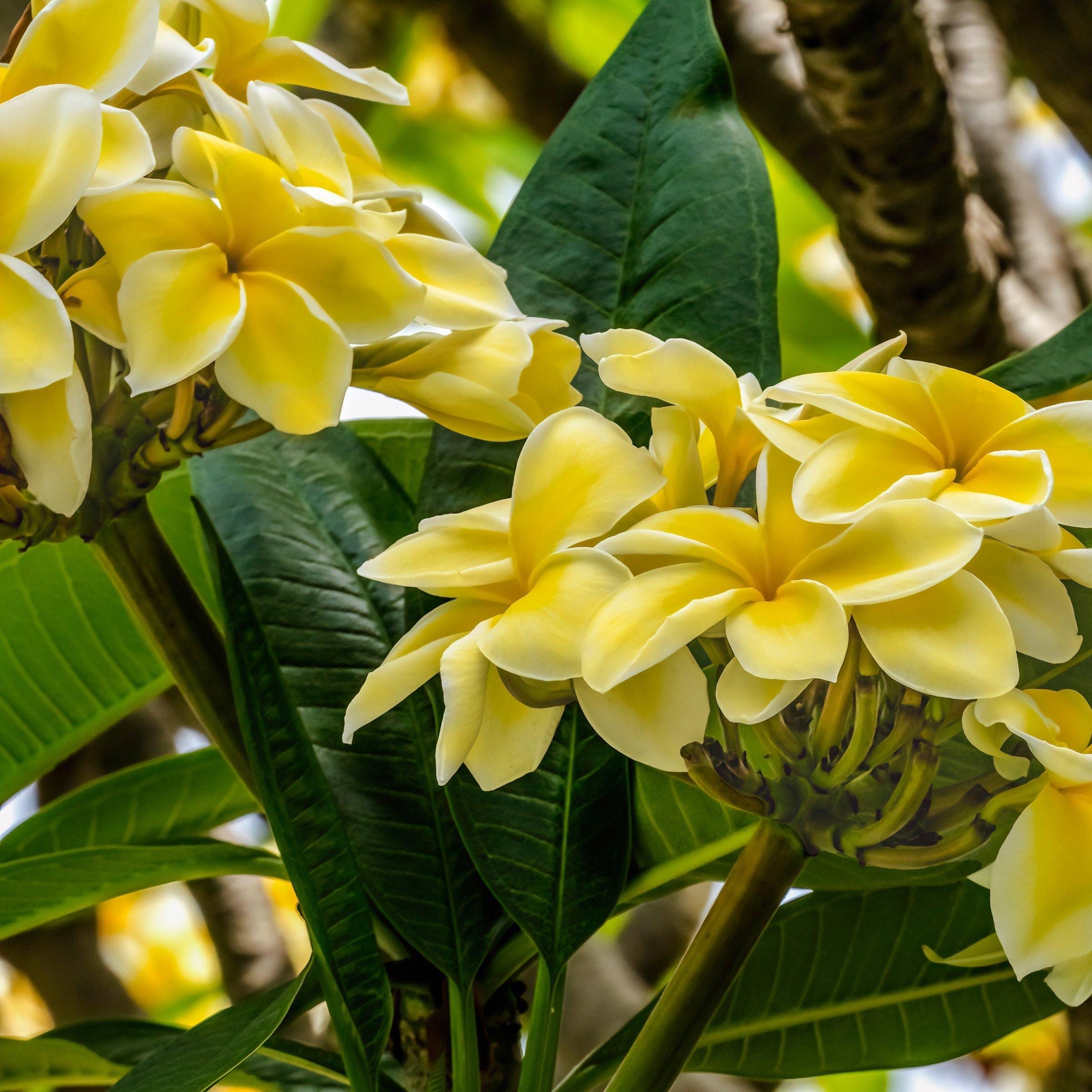 Yellow Gold Plumeria Flowering Bush in Green Planter