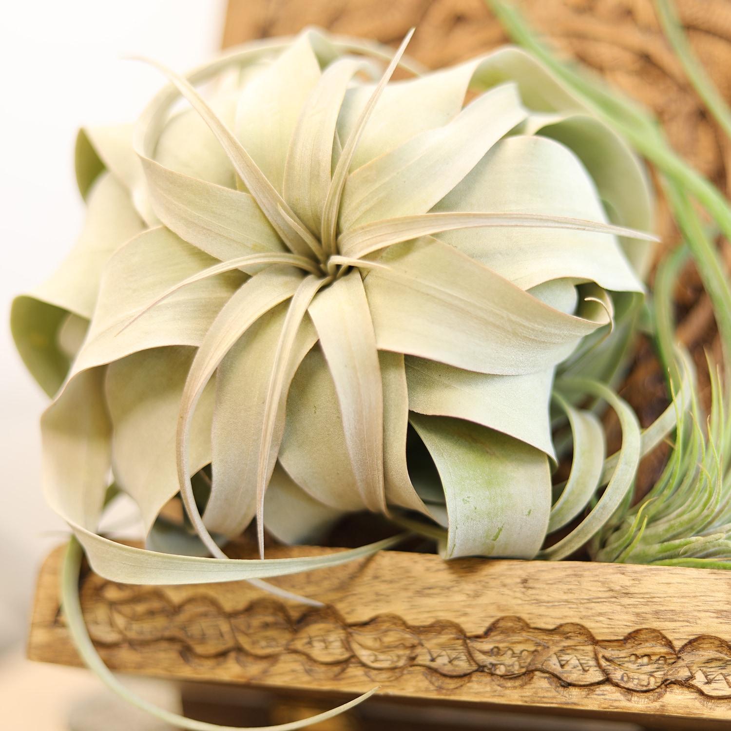 Altman Plants Large Tillandsia Xerographica Live Air Plant