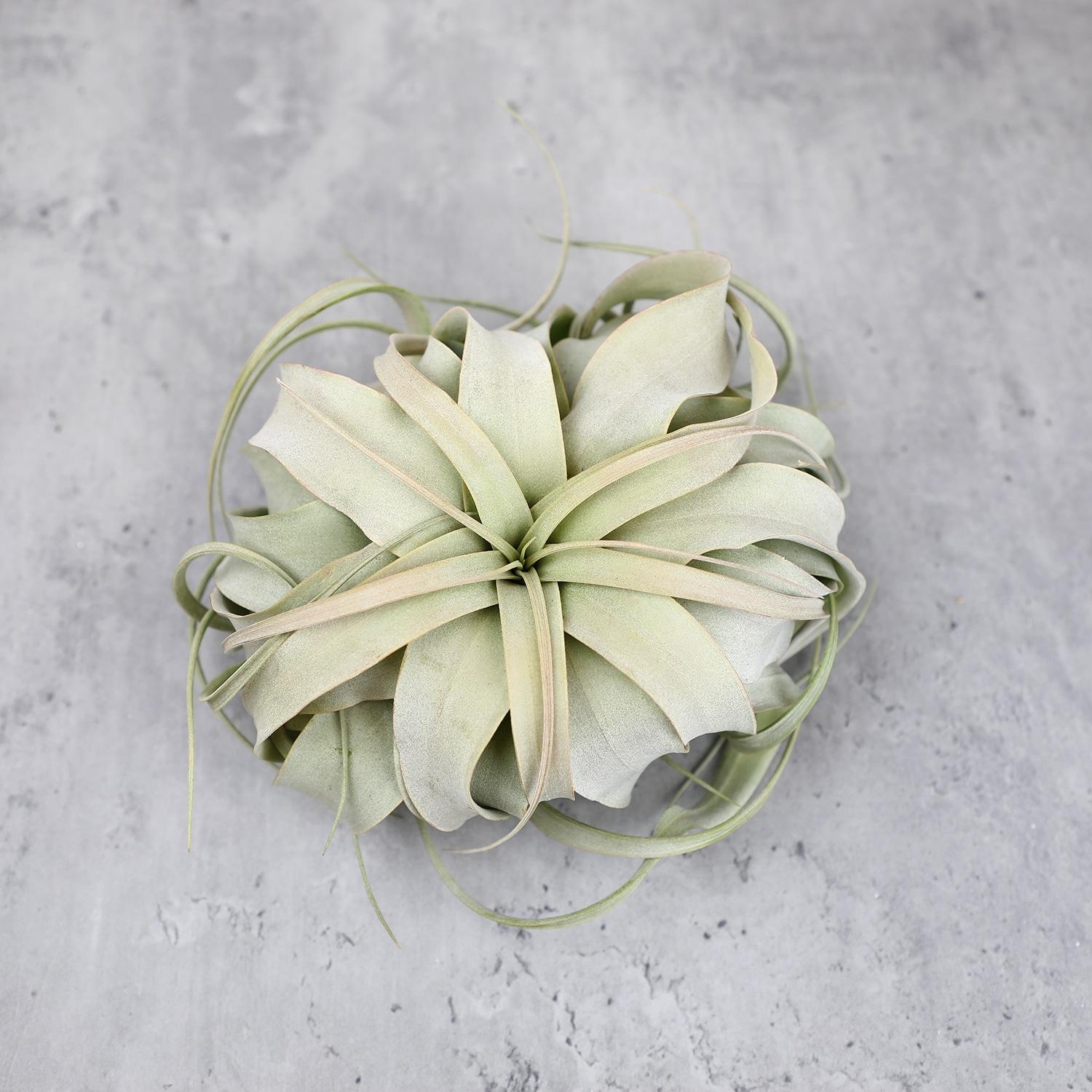 Altman Plants Large Tillandsia Xerographica Live Air Plant
