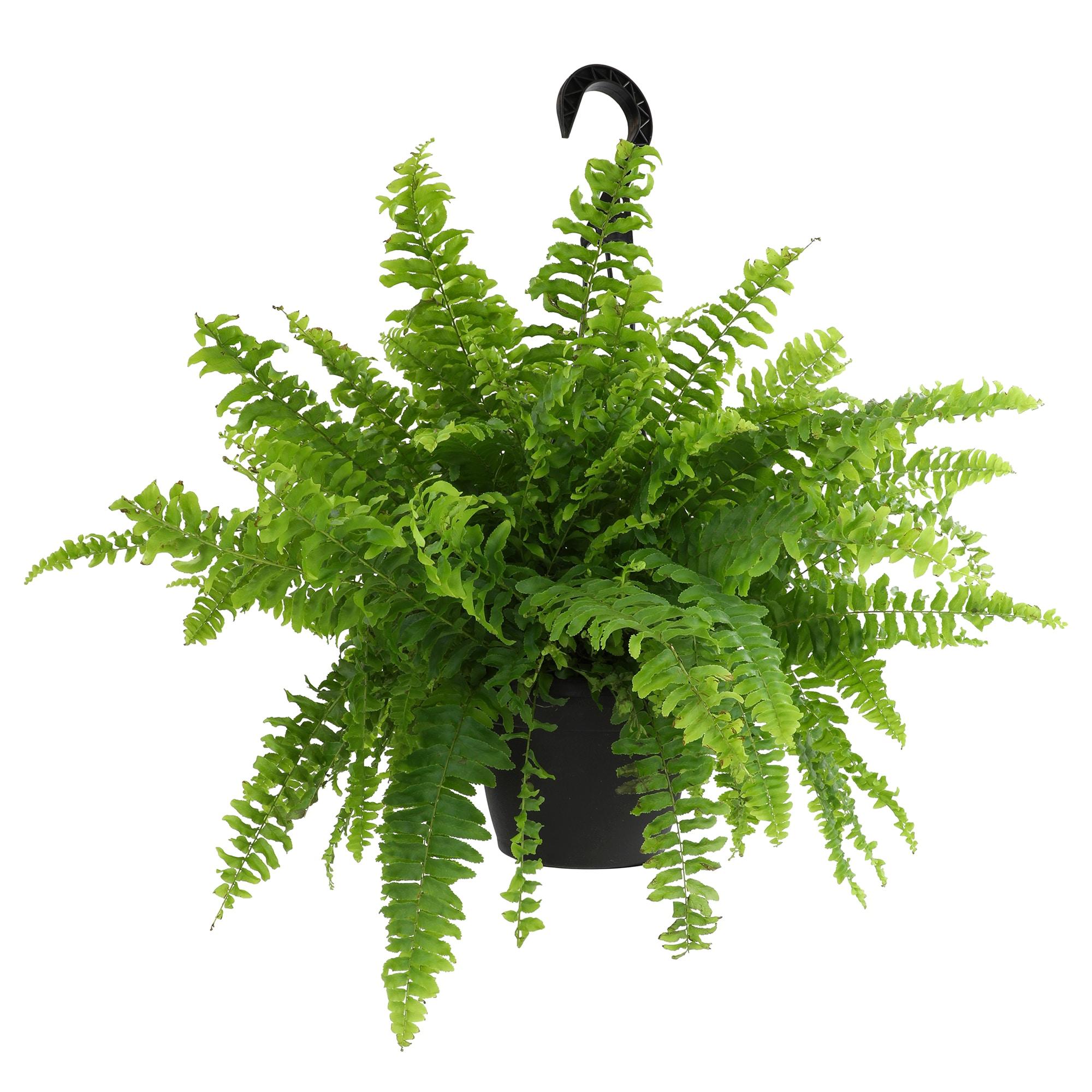 24-inch Boston Fern in Black Plastic Hanging Planter