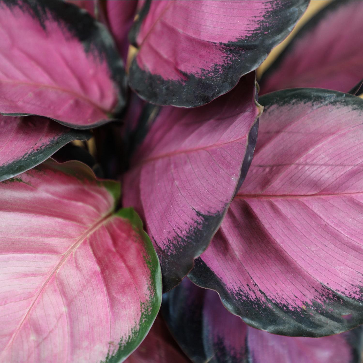 Purple Rose, Calathea Roseopicta | 6in Pot | Live Houseplant, Partial Sun | Element by Altman Plants