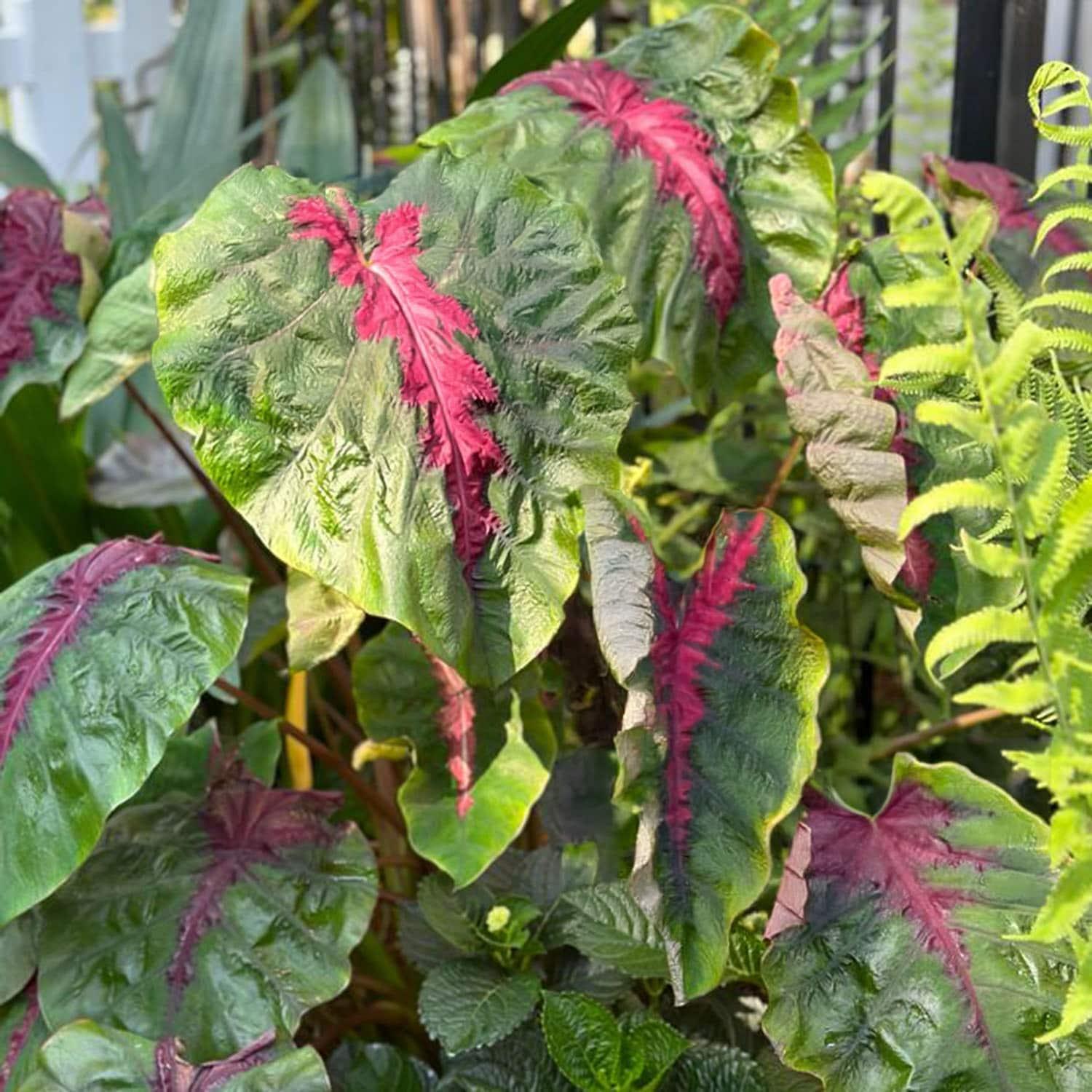 Garden State Bulb Colocasia Madeira Star Elephant Ear Bulbs, Spring Planting (Bag of 1)