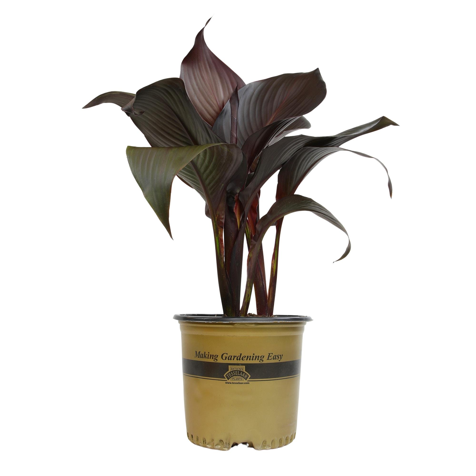 Altman Plants Black Tropicanna Canna Lily | Flowering Perennial Plant | 4qt. Grow Pot; Full Sun