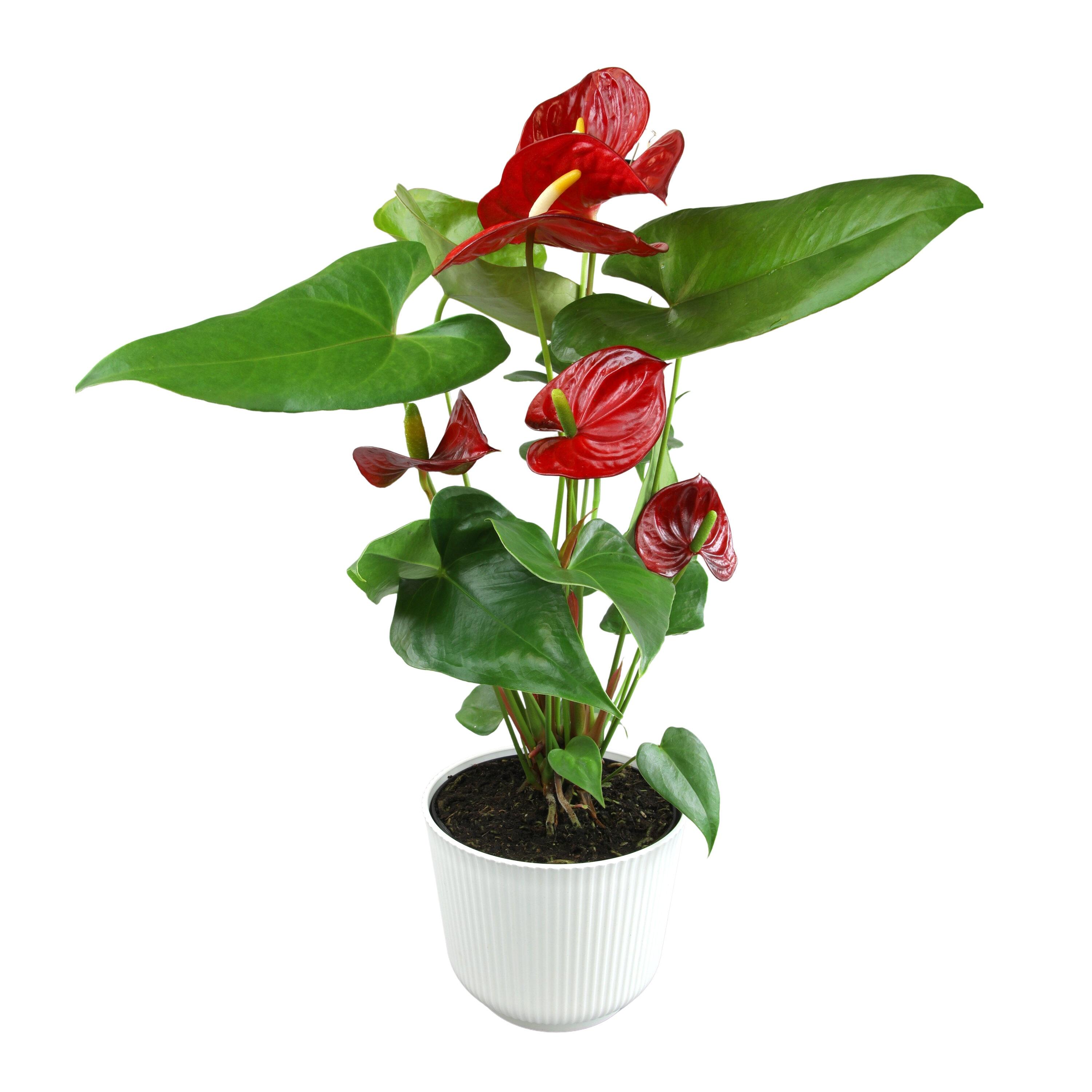 Planta de Interior con Flor de Flamenco Anthurium Roja / Maceta Decorativa de 6 Pulgadas; Luz / Elemento Indirecta de Altman Plants