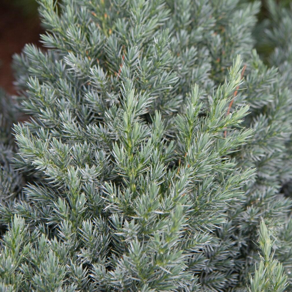 Electric Blue Deodora Cedar Tree Potted Evergreen Plant, in a 2.25 Gal. Pot