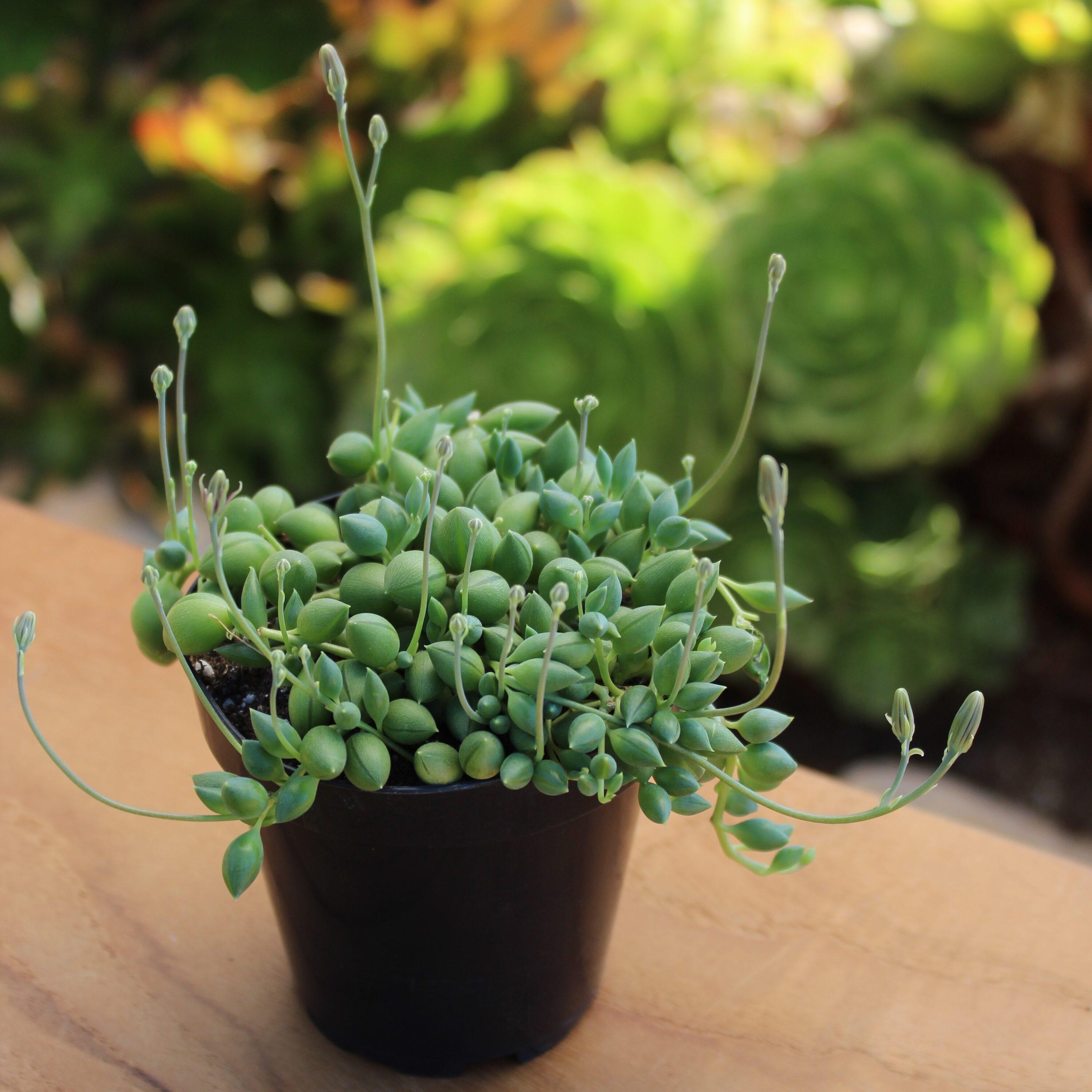 Altman Plants String of Raindrops Succulent (Senecio) 6" Easy Live Plant Hanging Basket