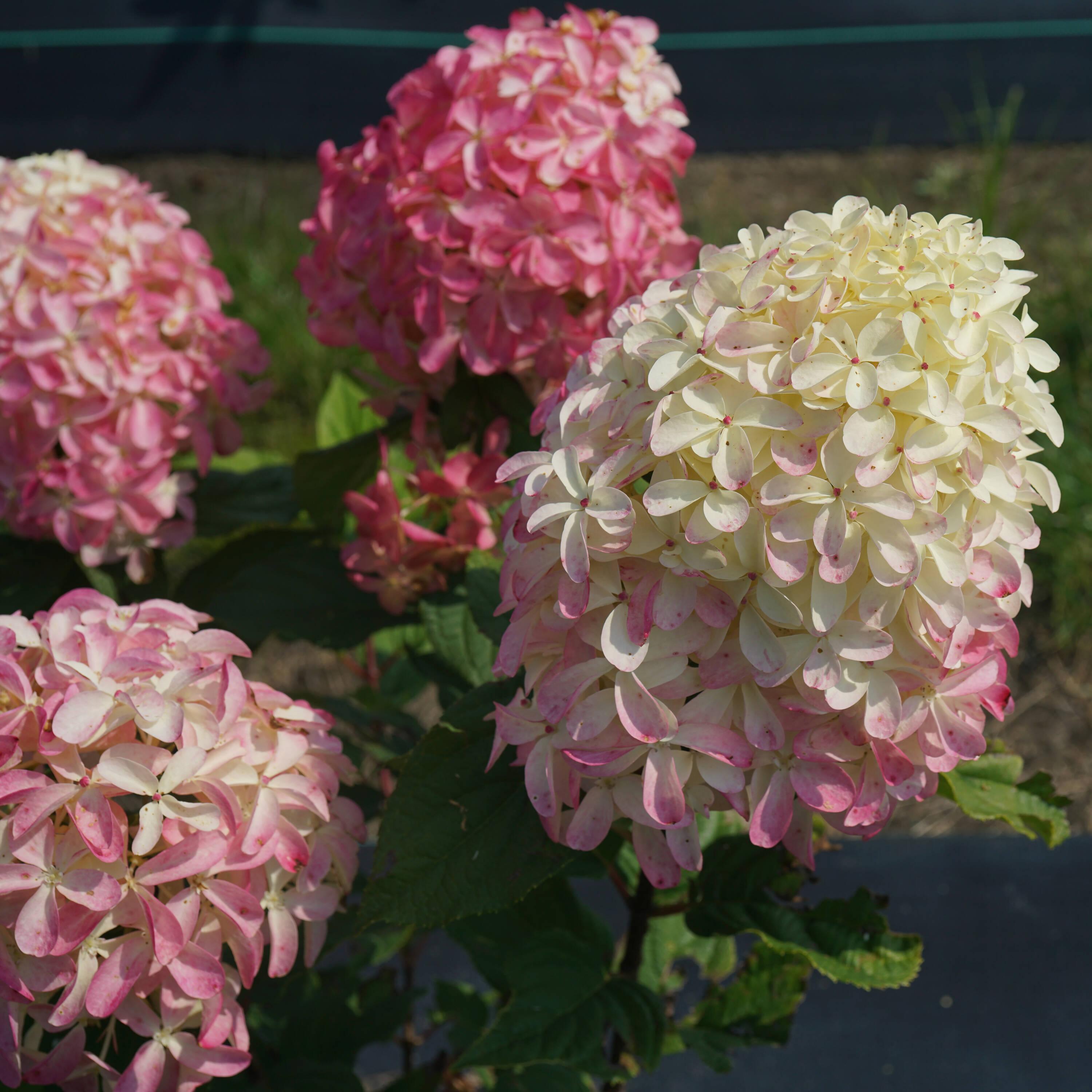 1 Gallon Multicolor Hydrangea with Large Blooms