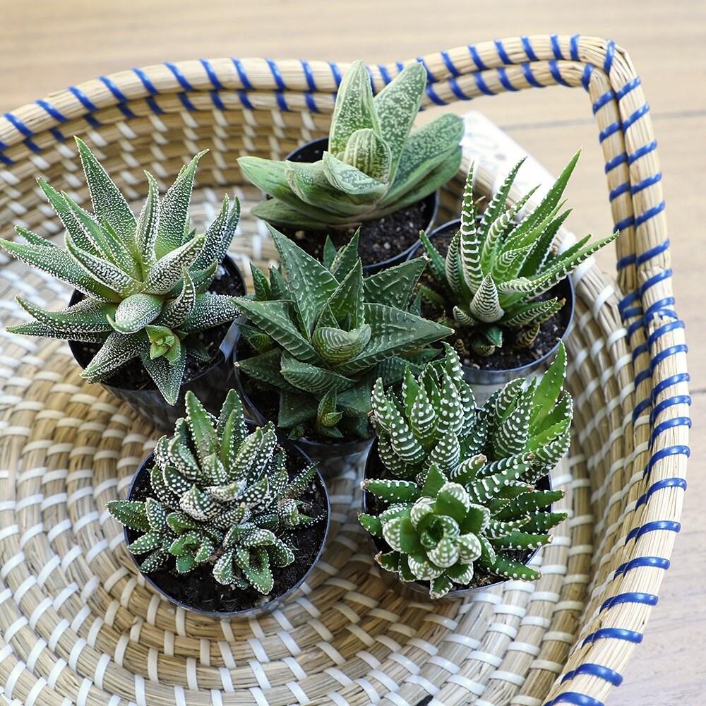 Altman Specialty Plants Live Succulent Plant in Ceramic Decorative Vase