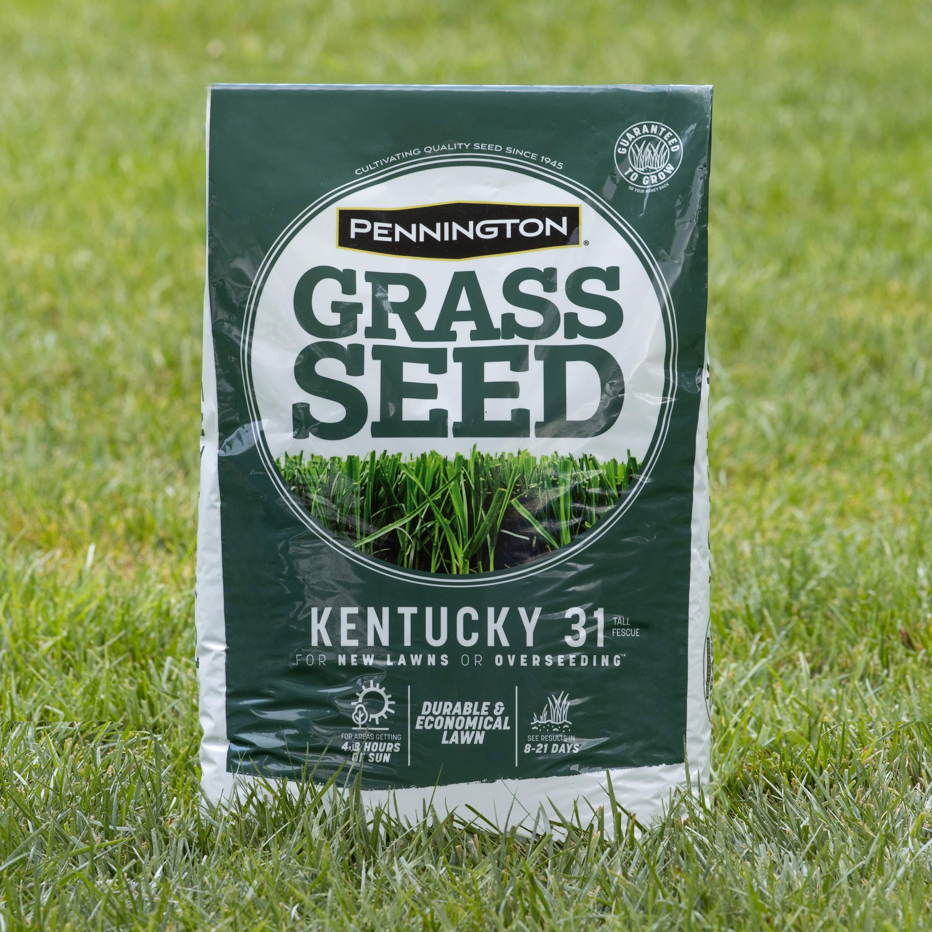Pennington Kentucky 31 Tall Fescue Grass Sun or Shade Grass Seed 7 lb