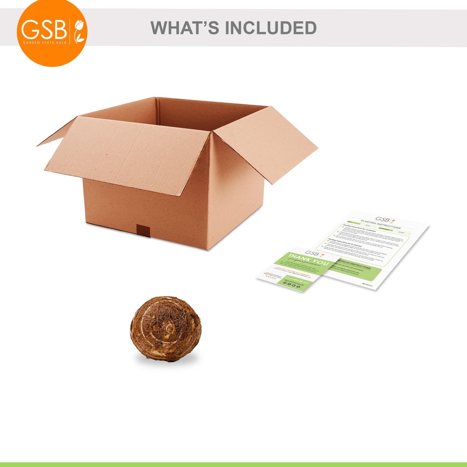 Garden State Bulb Colocasia Madeira Star Elephant Ear Bulbs, Spring Planting (Bag of 1)