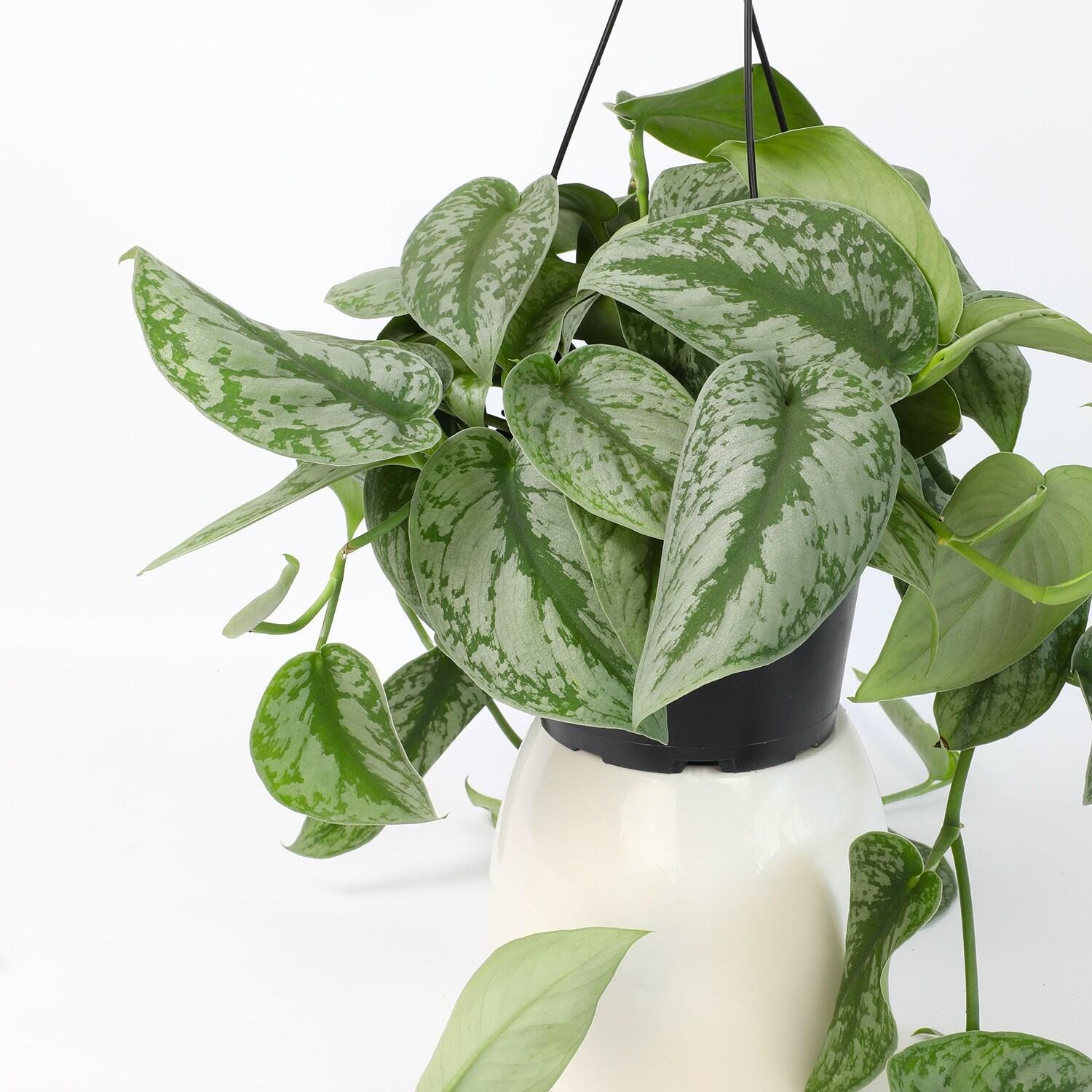 6 in. Satin Pothos Hanging Basket (Scindapsus Pictus)