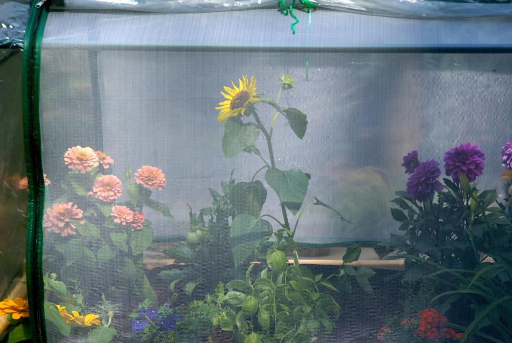 Enclosure for Eden Large Raised Garden Table - TOP ONLY