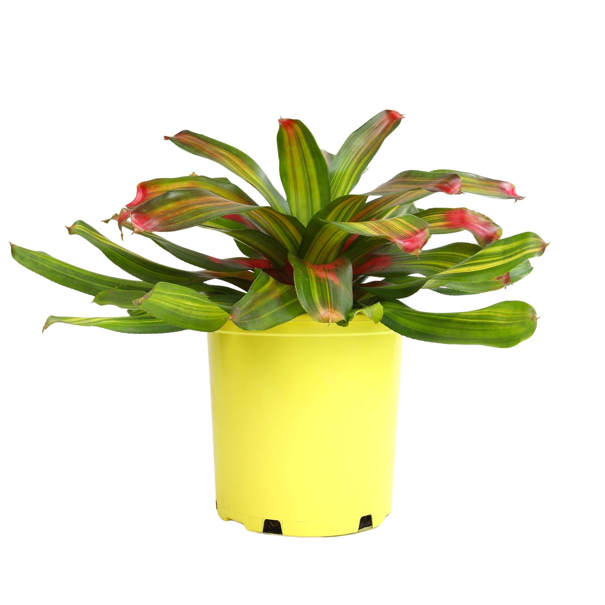 Altman Plants Neoregelia Freddie | Bromeliad Houseplant & Perennial | 4qt. Grow Pot; Indirect Light