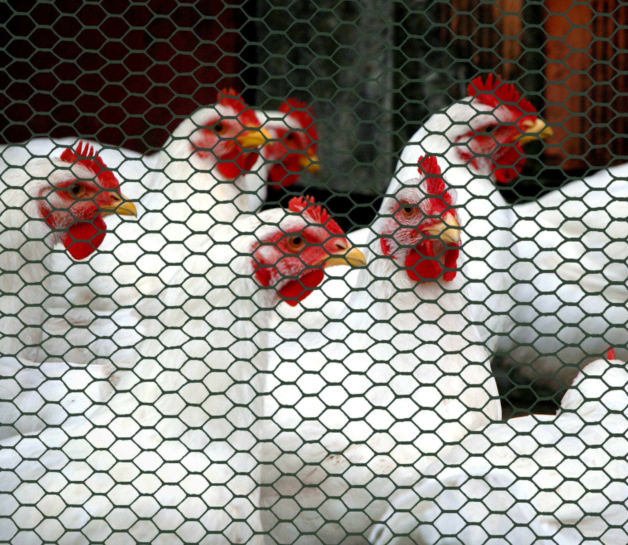 Boen Plastic Hex Chicken Wire Mesh Temporary Fence Roll 2' x 25' with Rust Resistant