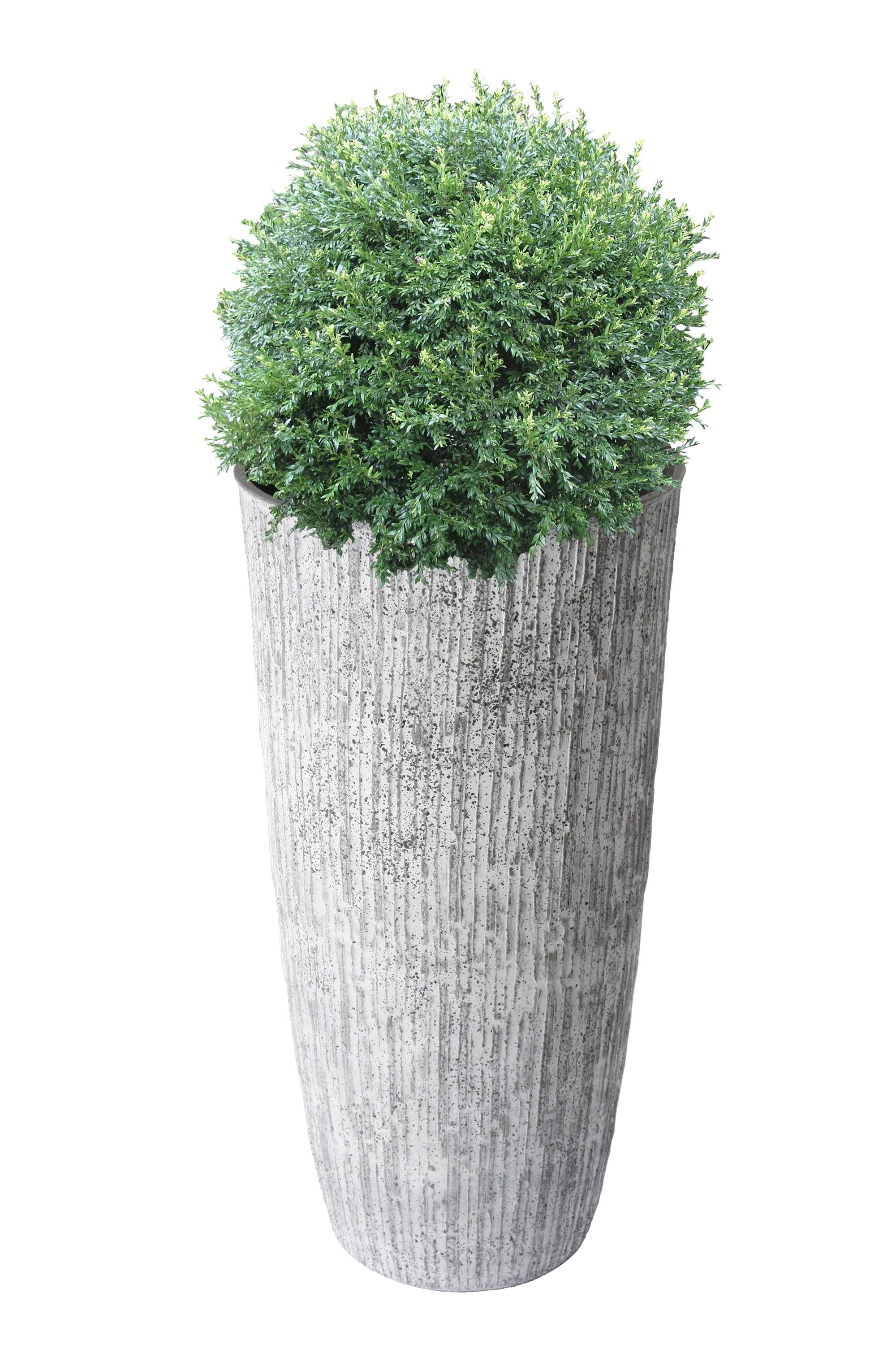 Algreen  14 x 28 in. Tall White Bark Planter