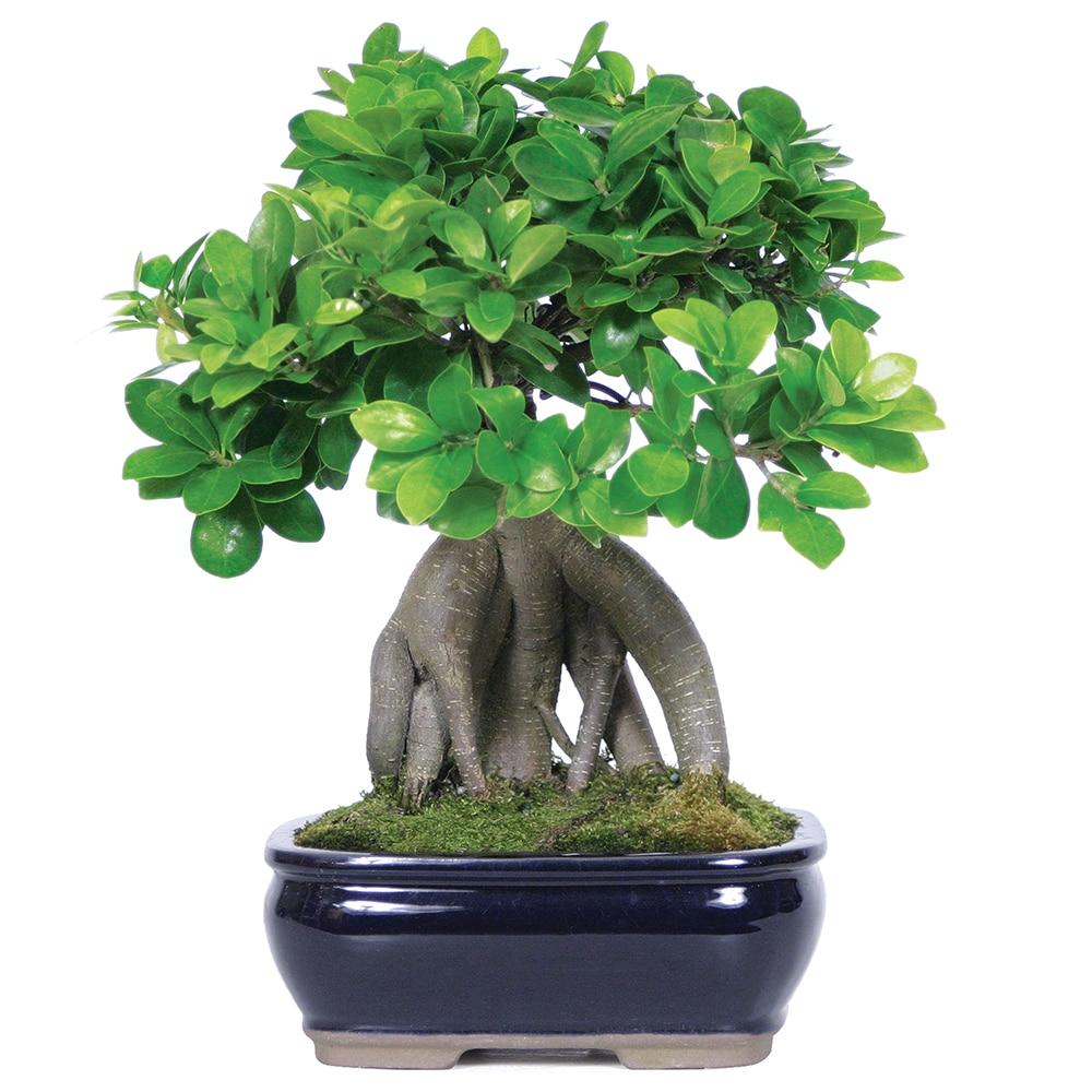Brussel's Bonsai 12" Ginseng Grafted Ficus Live Plants in 6" Grower Pots (2 Count)