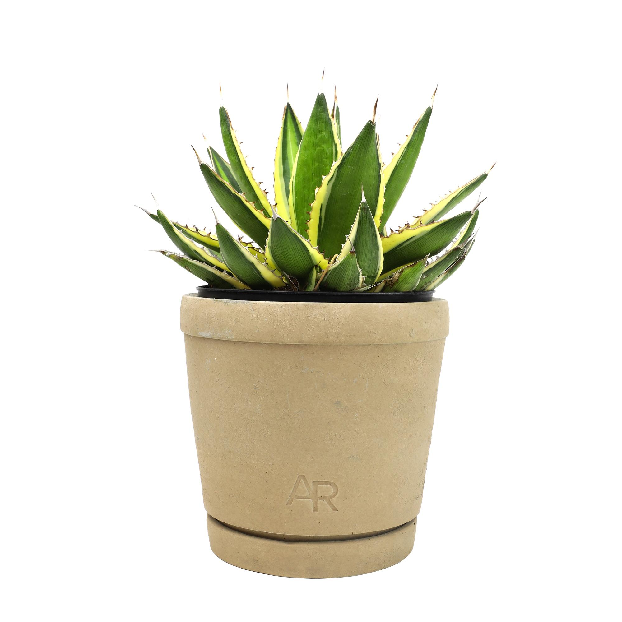 Altman Plants Quadricolor Century Plant, Agave Succulent | 6in Décor Pot, Filtered Sun, Exotic Plant