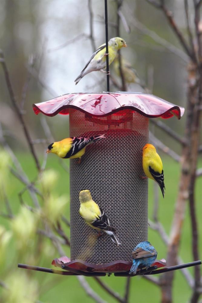 Birds Choice Small Sunflower Seed Forever Feeder with Stainless Steel Screen