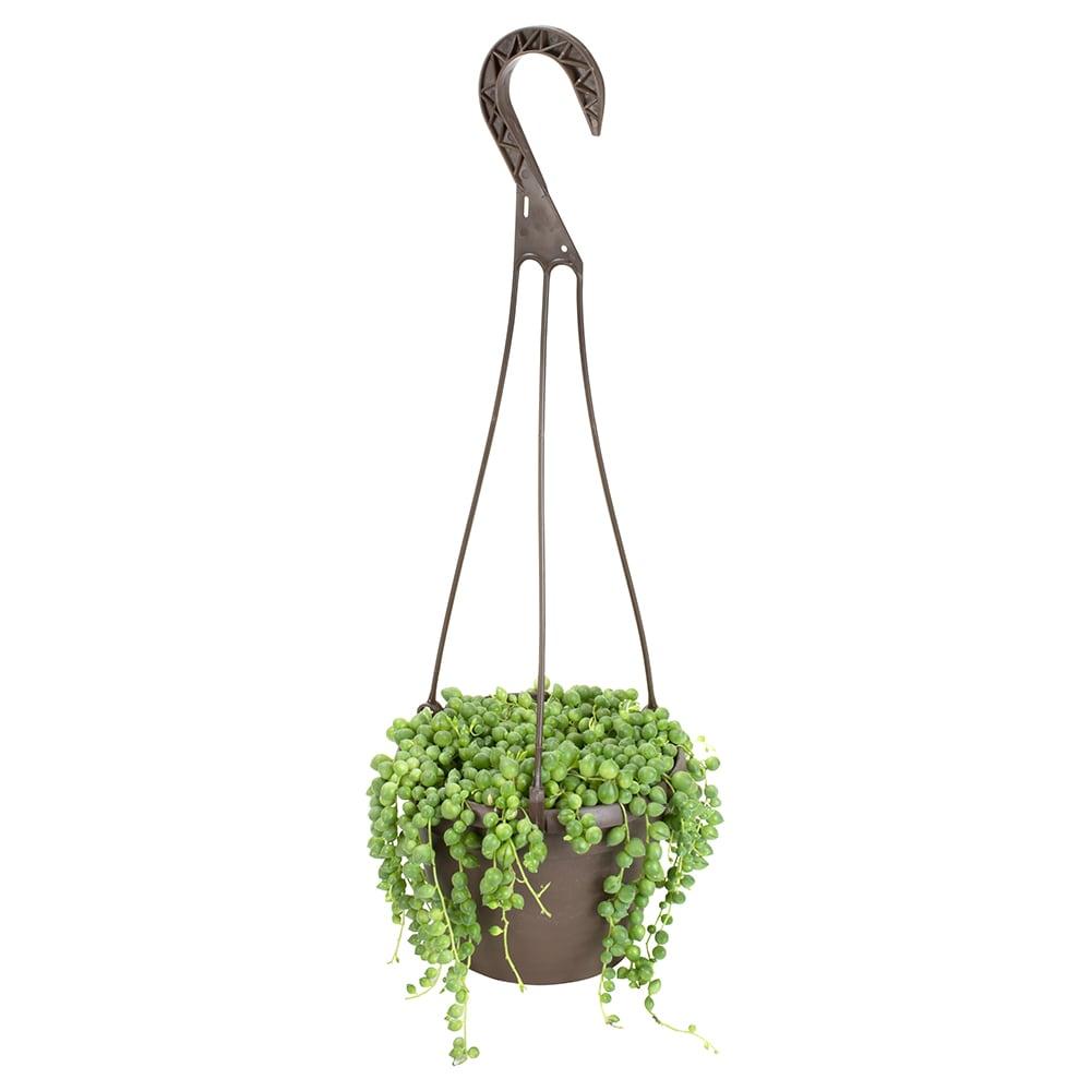 Element By Altman Plants String of Pearls Succulent (Senecio Rowleyanus) 6" Live Plant Hanging Basket