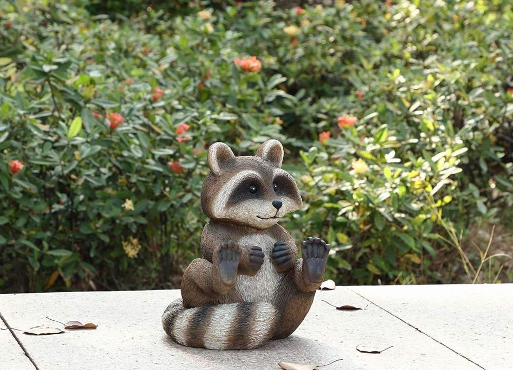 Raccoon Sitting