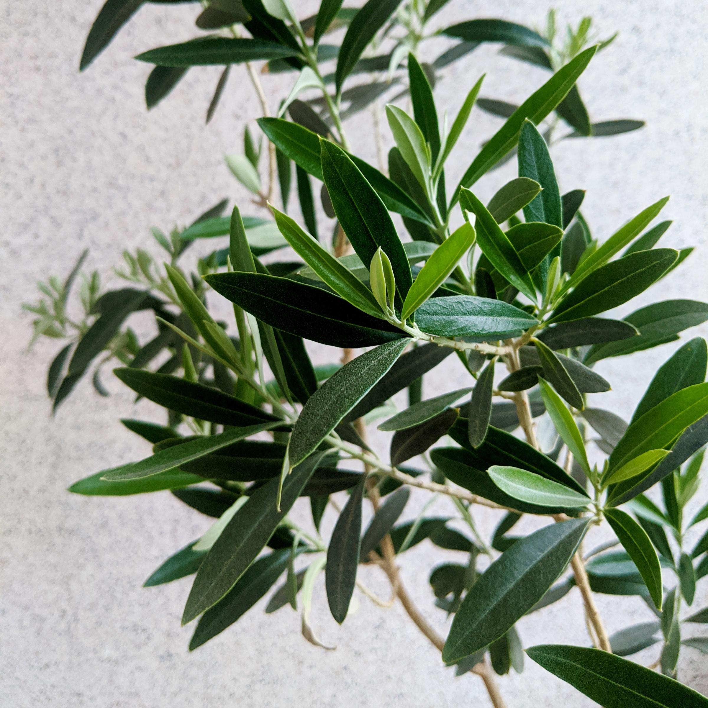 1G Live Olive Tree in Grower Container with Full sunlight - 1 Piece