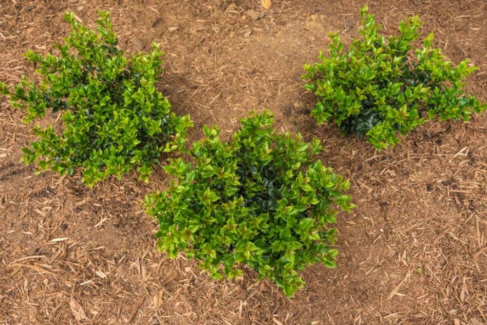 Blue Prince Holly Bush Potted Broadleaf Evergreen Shrub, in a 2.25 Gal. Pot