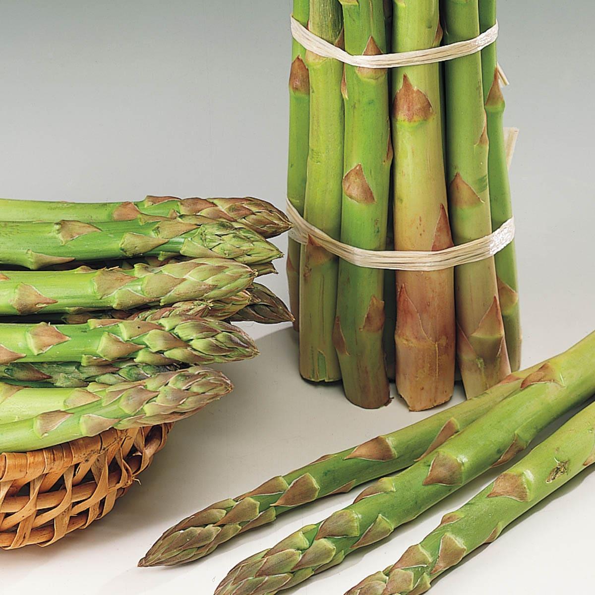 Jersey Giant Asparagus Standard Grade Dormant Bare Root Vegetable Starter Roots (10-Pack)