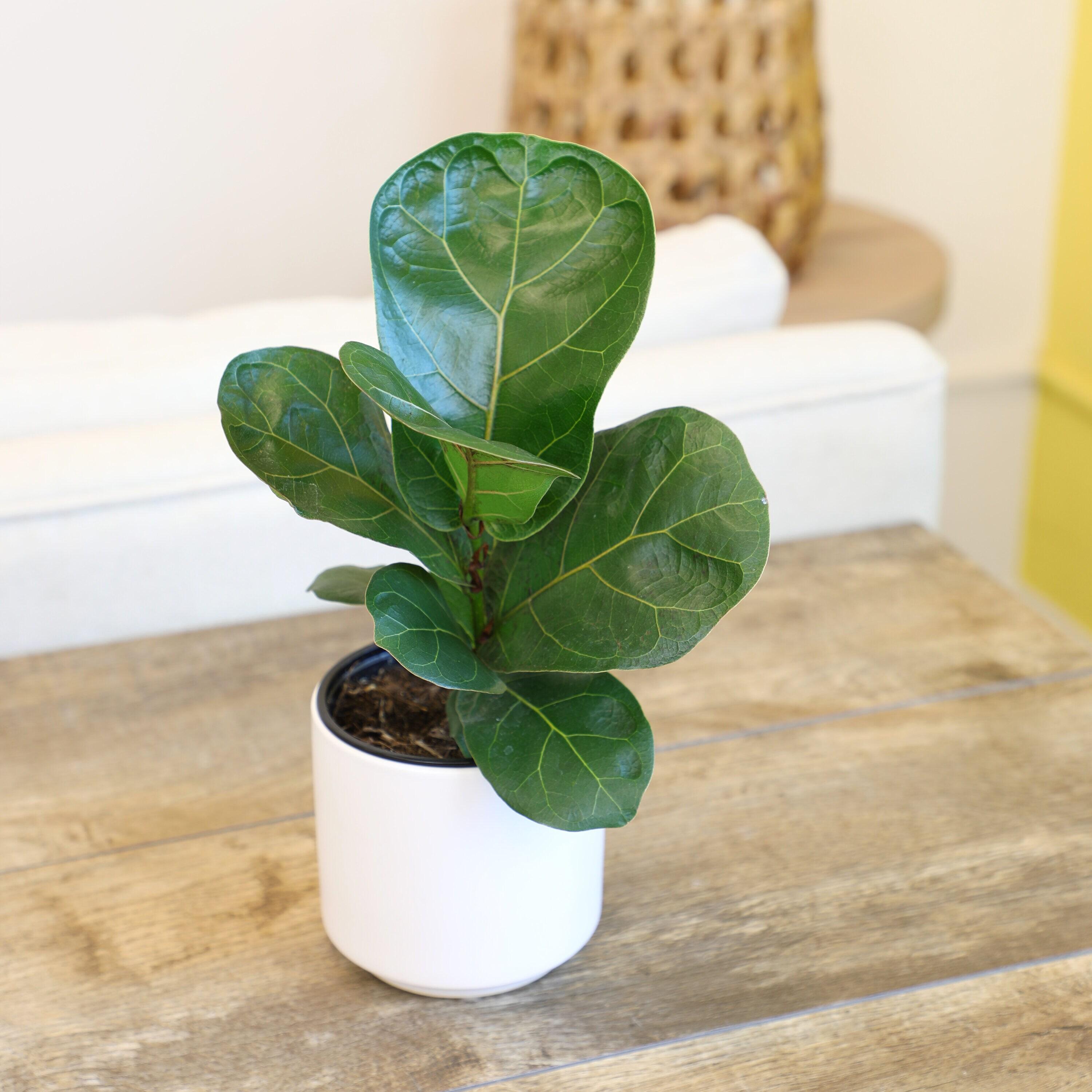 Tall Black Plastic Planter with Fiddle Leaf Fig