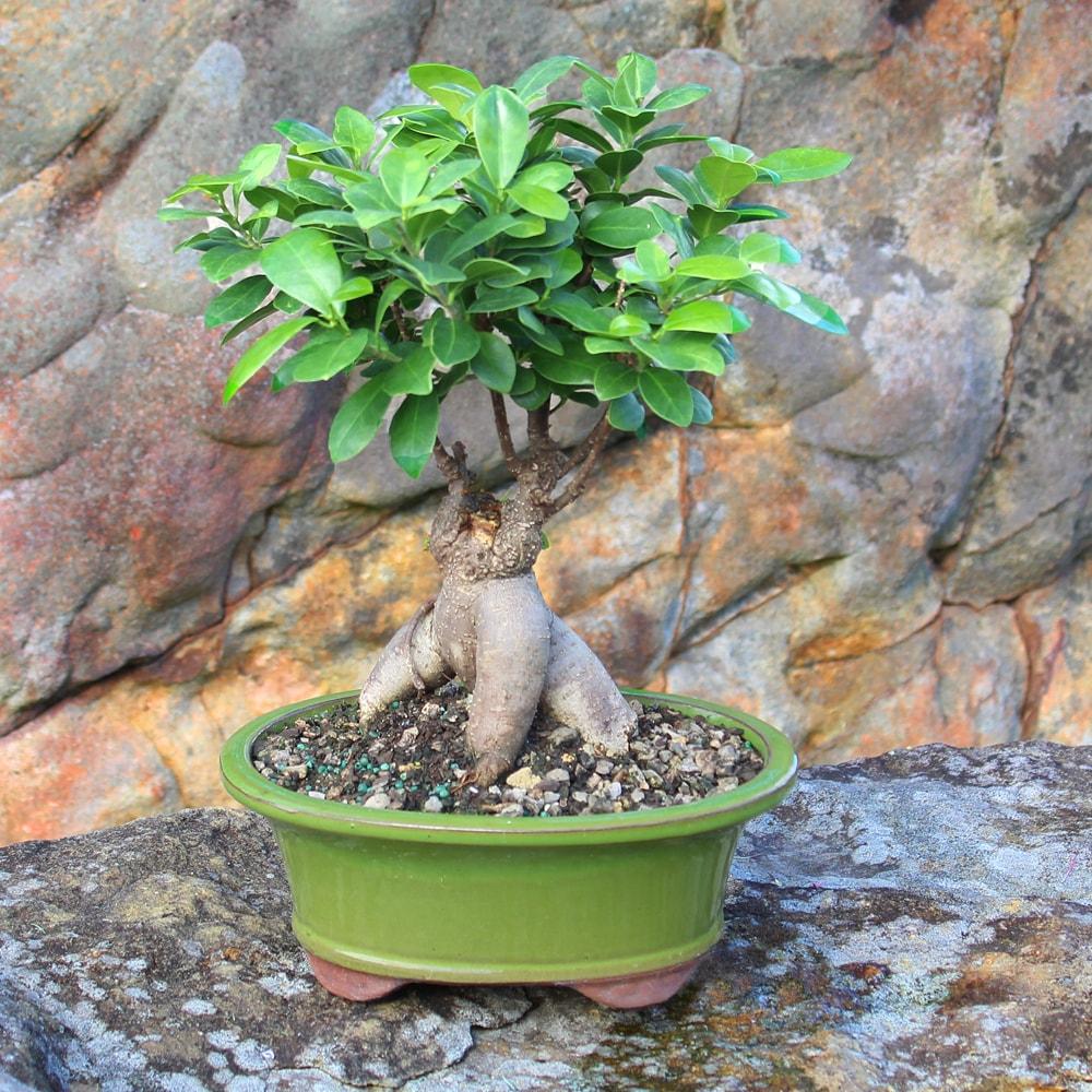 Brussel's Bonsai 12" Ginseng Grafted Ficus Live Plants in 6" Grower Pots (2 Count)