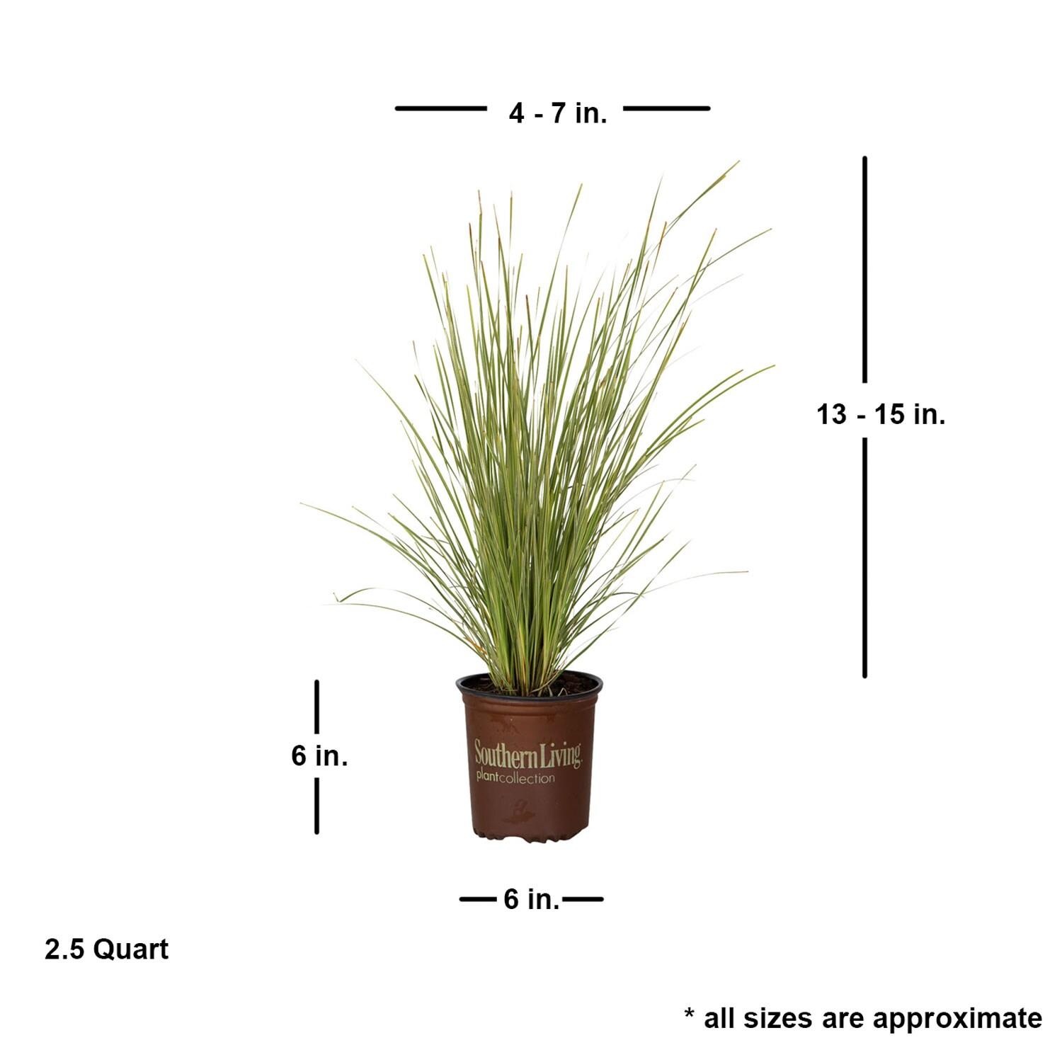 Southern Living Platinum Beauty Lomandra 'Mat Rush' Live Shrub in 2.5-Quart Grower Pot