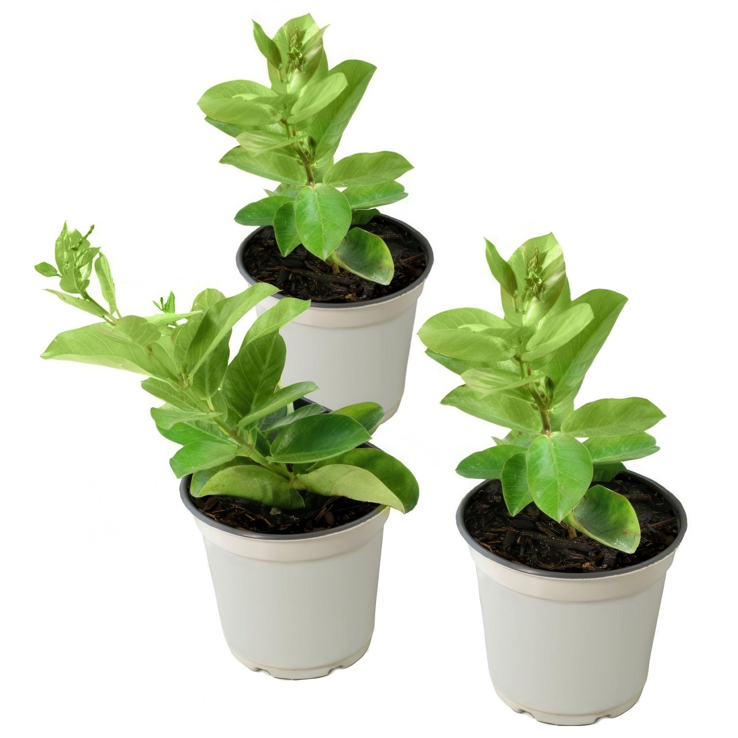 Blue Mandevilla Bluephoria Summer 4-inch Pot 3-Pack