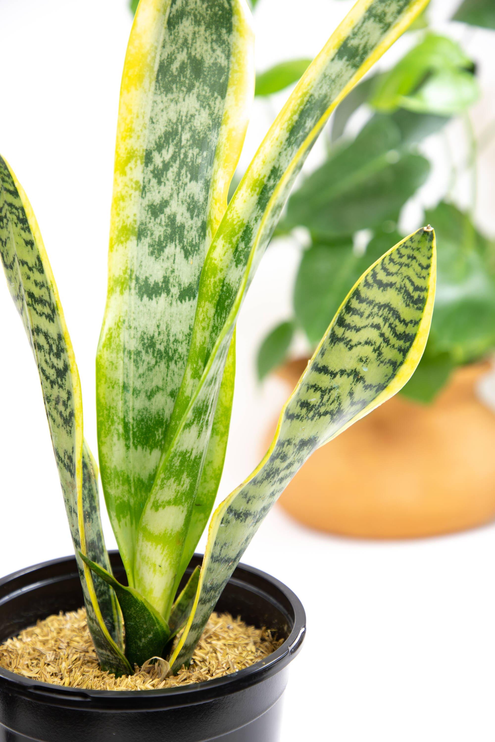 Striped and Variegated Live Snake Plant (Sansevieria Laurentii) Air Purifying Houseplant in 4.25 in. Grower Pot