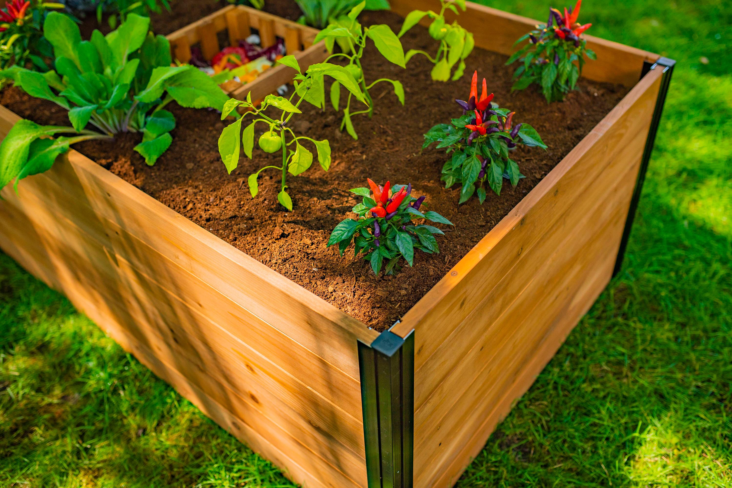 Vita Mezza 3' L x 5' W Cedar Keyhole Composting Garden, Golden Brown, VT17702