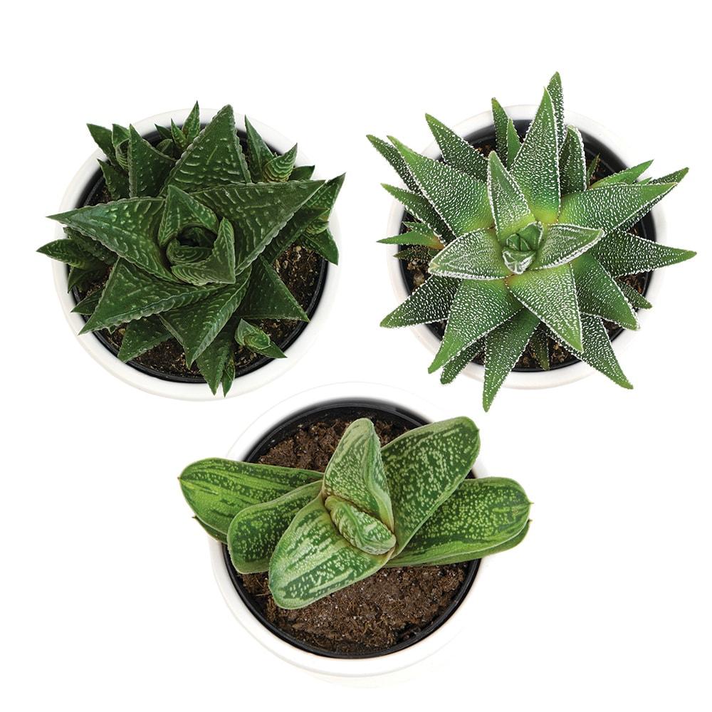 Altman Specialty Plants Live Succulent Plant in Ceramic Decorative Vase