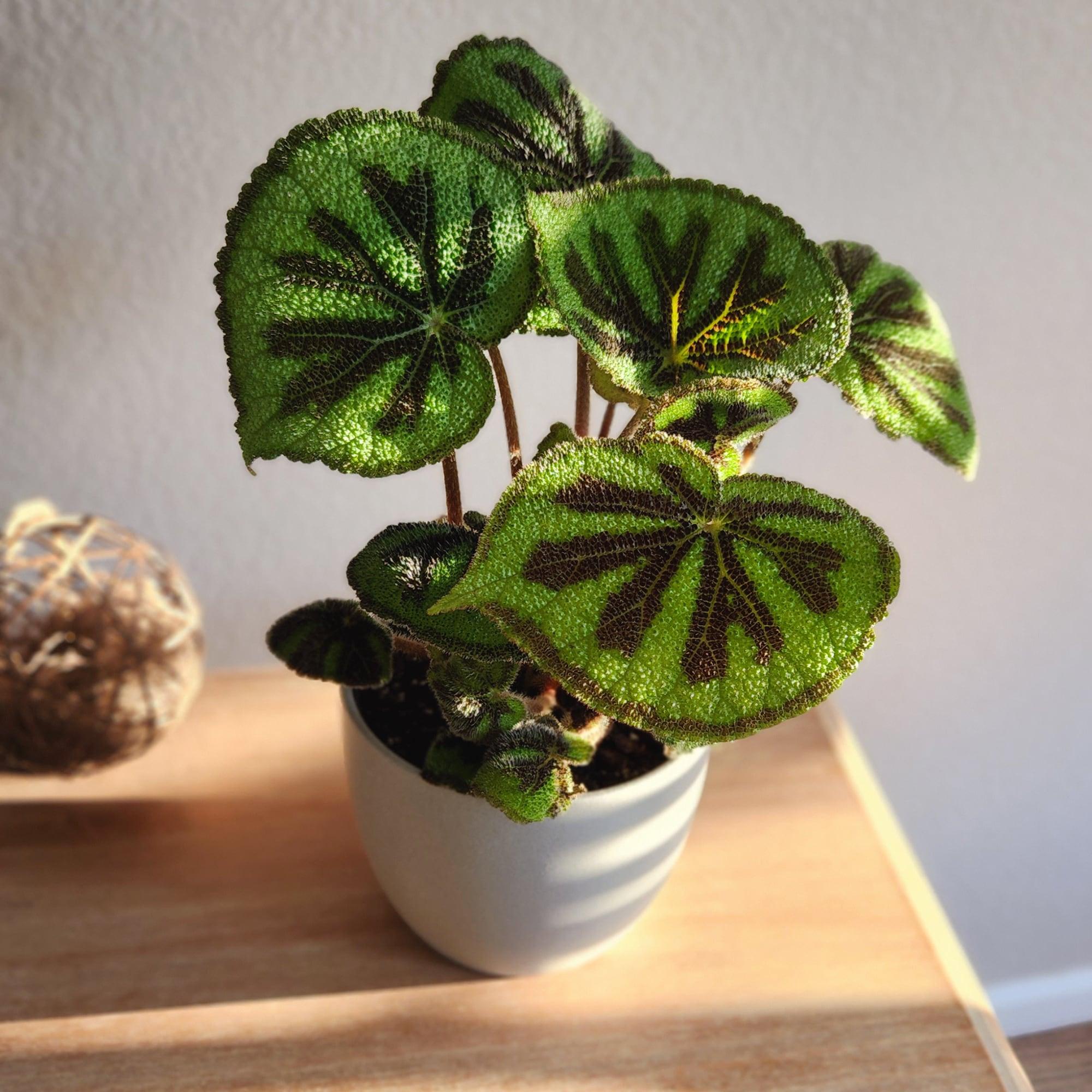 'Rock' Begonia Iron Cross Houseplant | 6in. Pot; Filtered Sun | Element Exotics by Altman Plants
