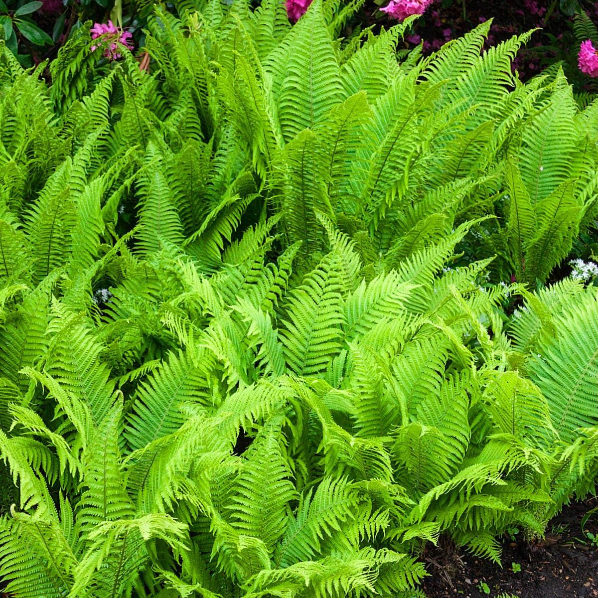 Tennessee Ostrich Fern Dormant Bare Root Starter Perennial Plant, 1-Pack