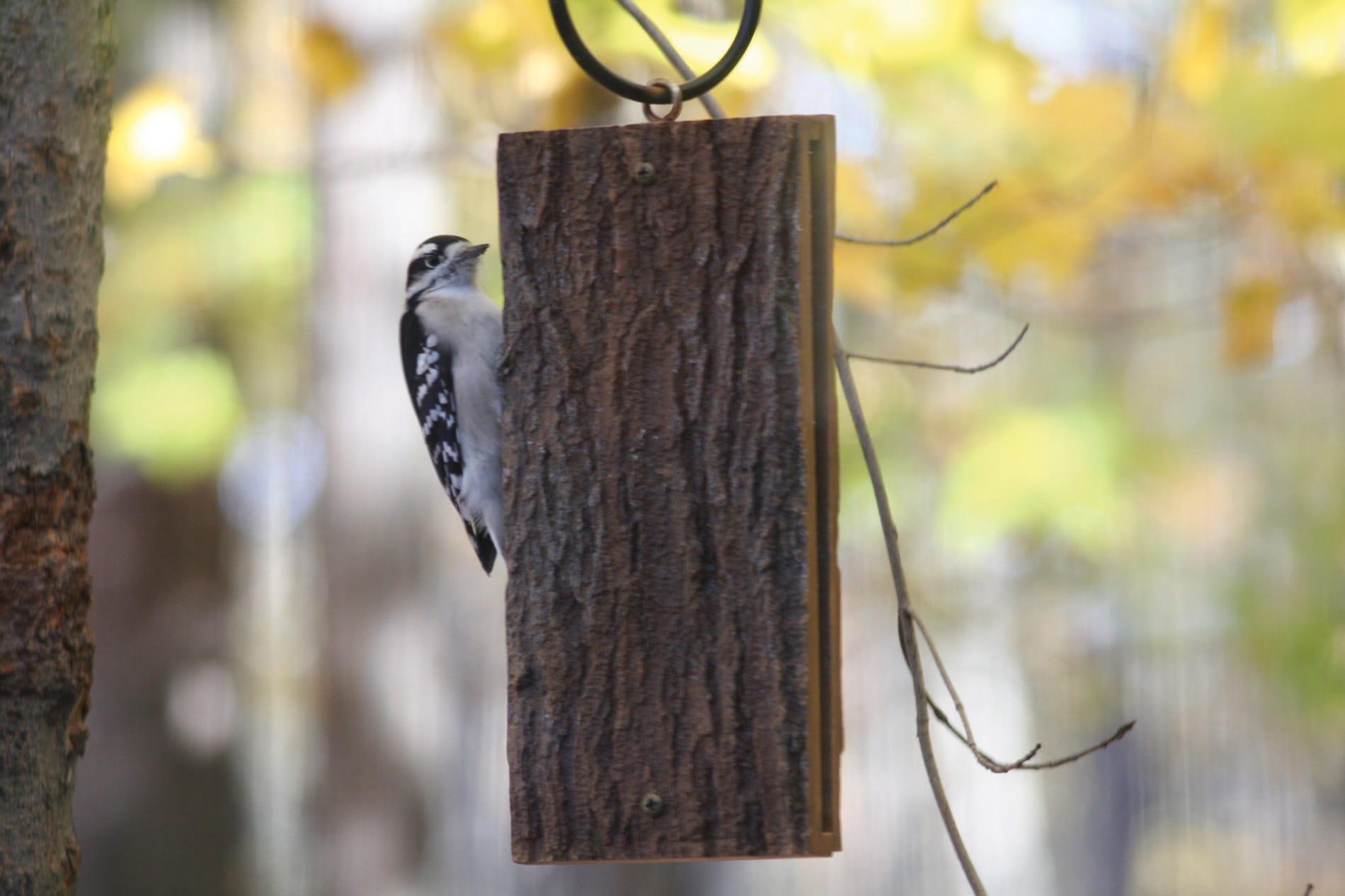 Birds Choice Spreadable Suet Feeder for Woodpeckers