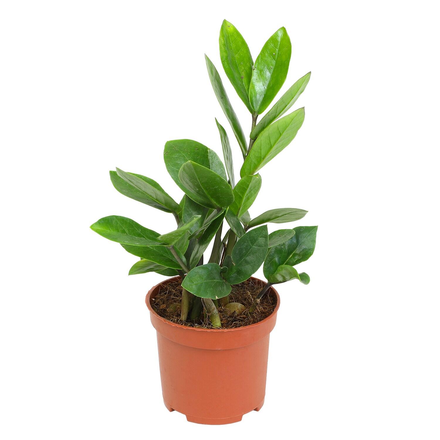 3.5in ZZ Plant in Plastic Nursery Pot