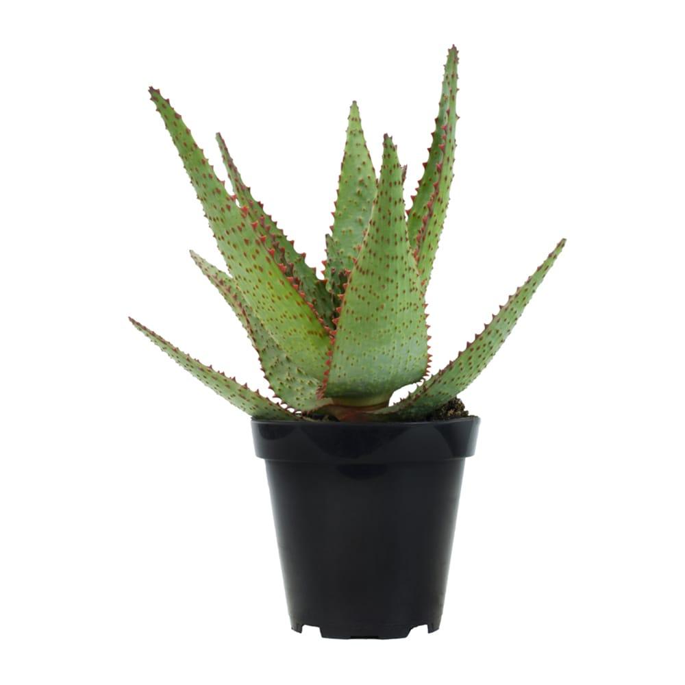 Altman Plants Colorful Star Aloe | Unique Houseplant Gift | 3.5 in Pot | Easy Plant Care | Full Sun