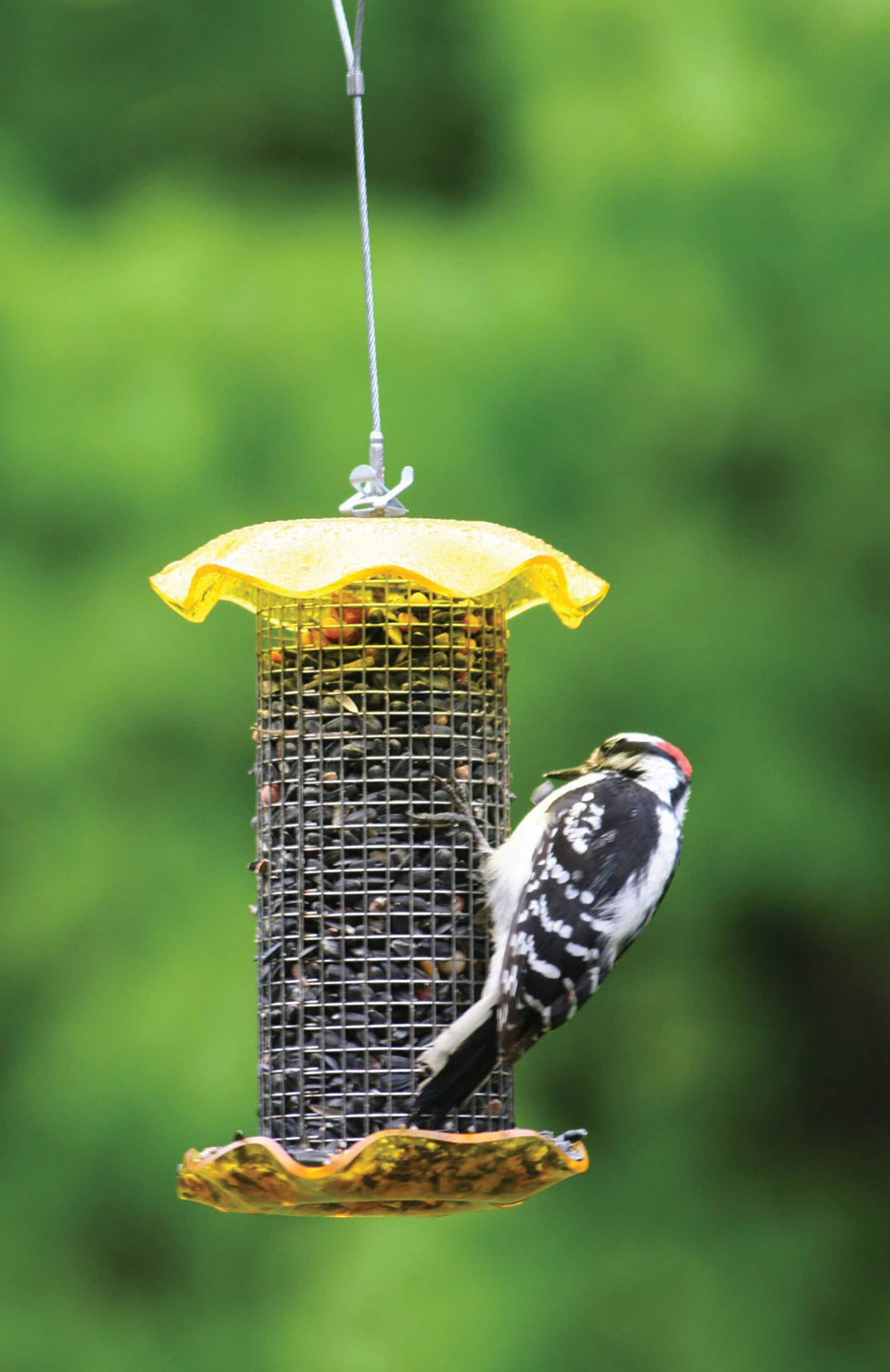Birds Choice Small Sunflower Seed Forever Feeder with Stainless Steel Screen