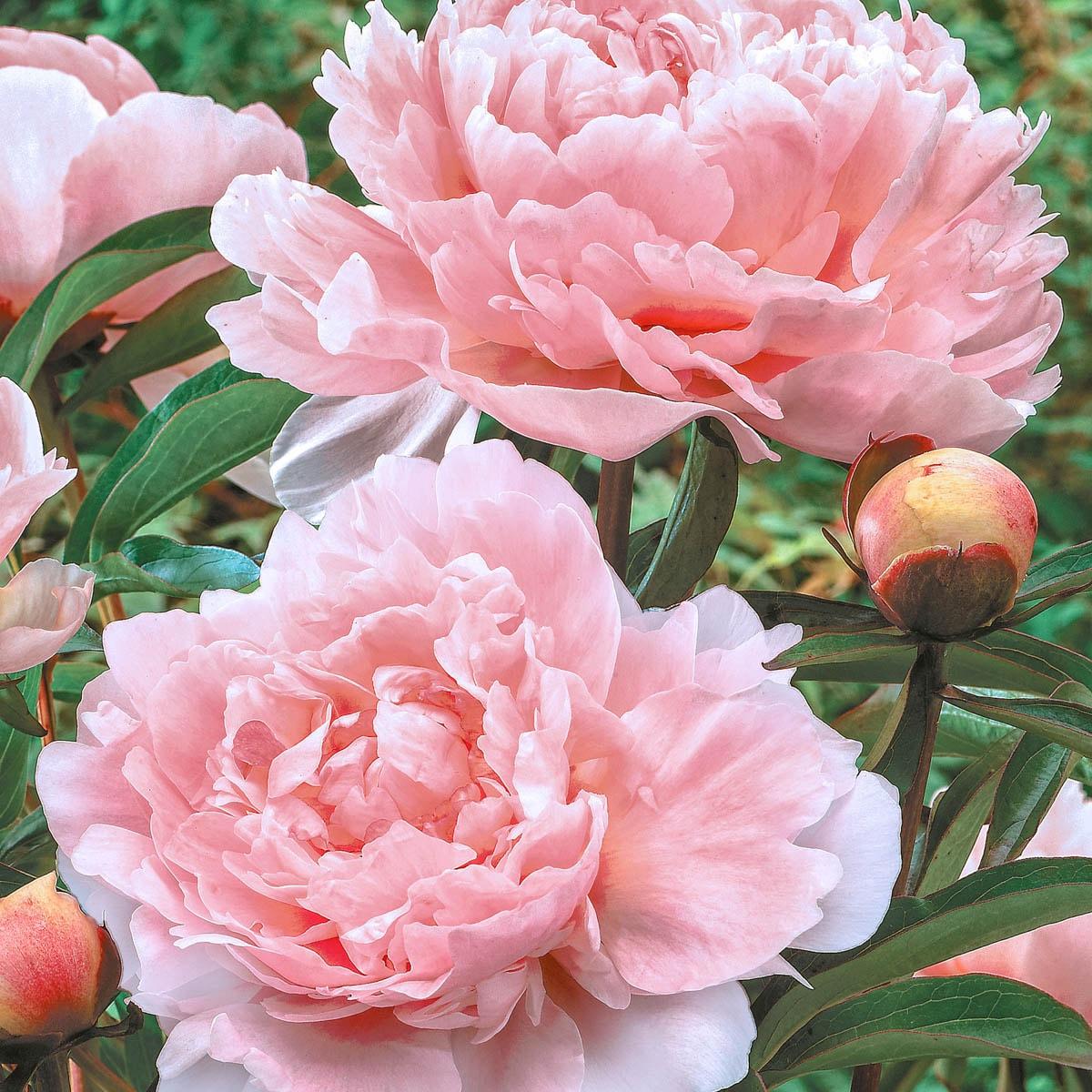 Pillow Talk Peony Dormant Bare Root Perennial Starter Plant (1-Pack)