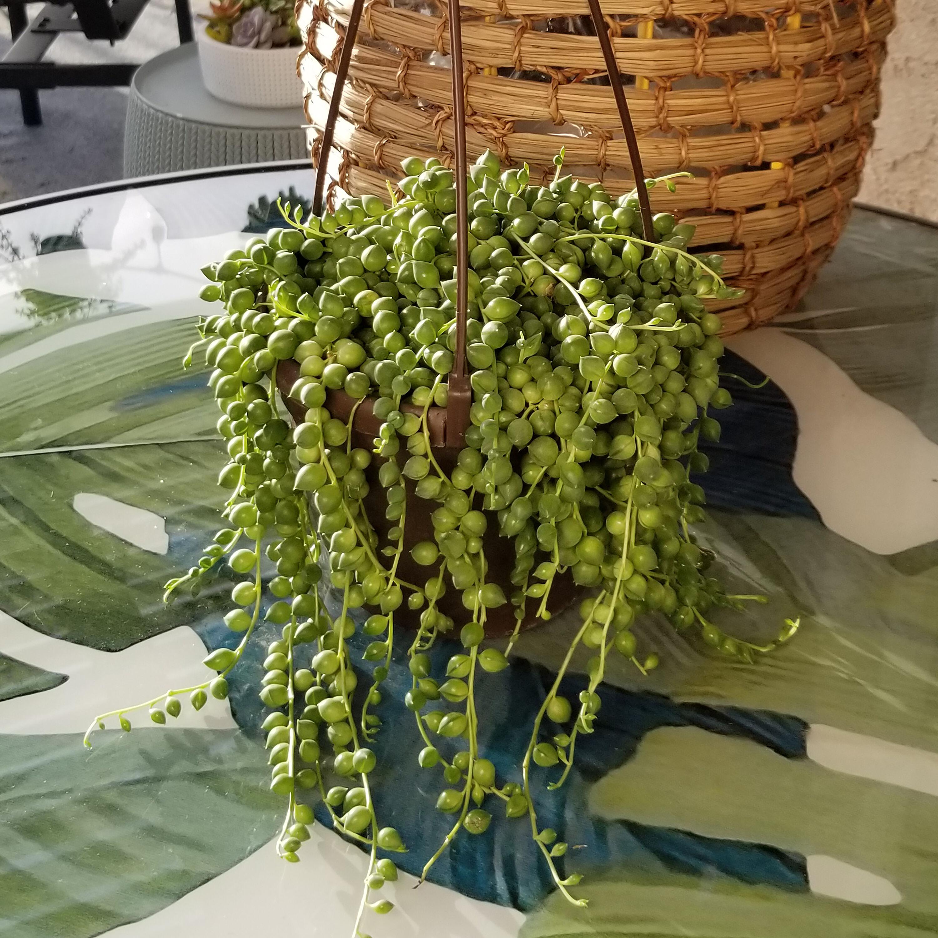 Element By Altman Plants String of Pearls Succulent (Senecio Rowleyanus) 6" Live Plant Hanging Basket