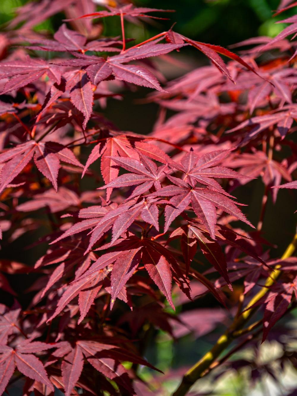 Expert Gardener 3 Gallon Bloodgood Japanese Maple