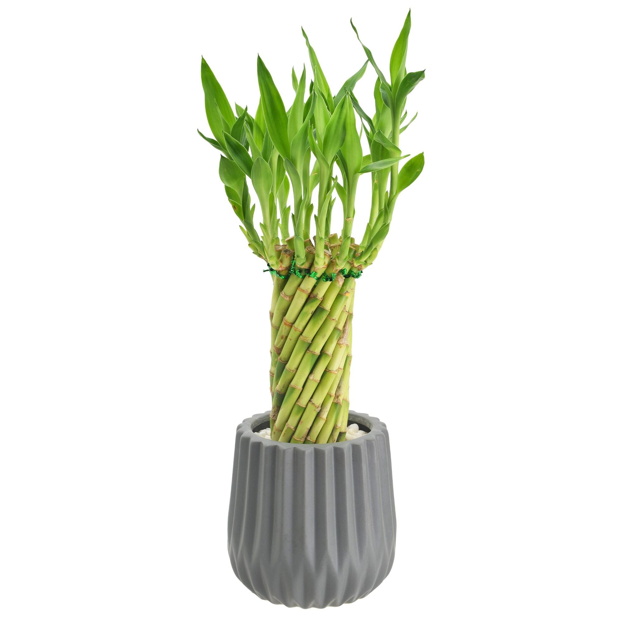 Arcadia Garden Products Live Bamboo Plant in Ceramic Planter