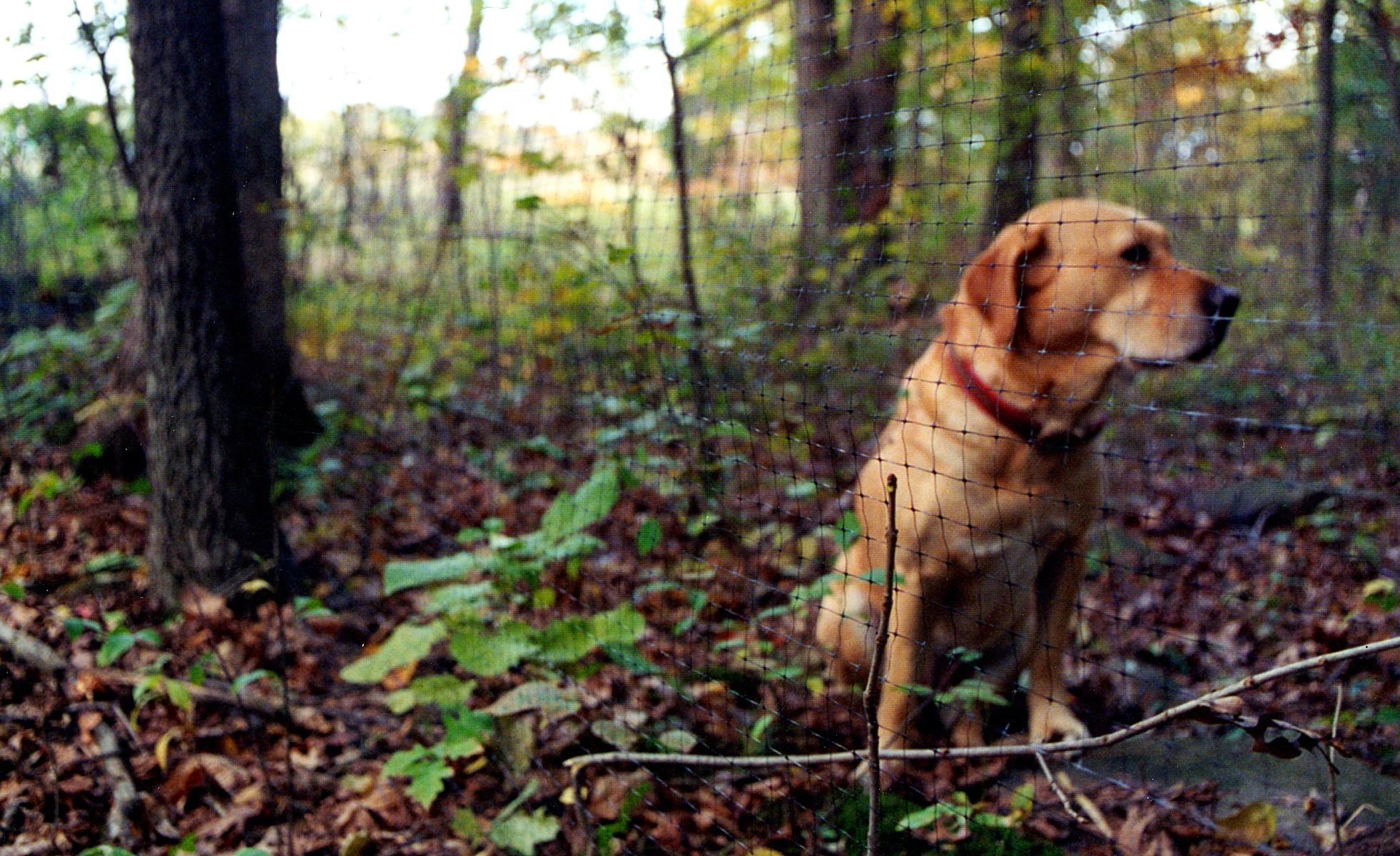 Tenax Select Pet Fence, Black, 4 X 100 Feet