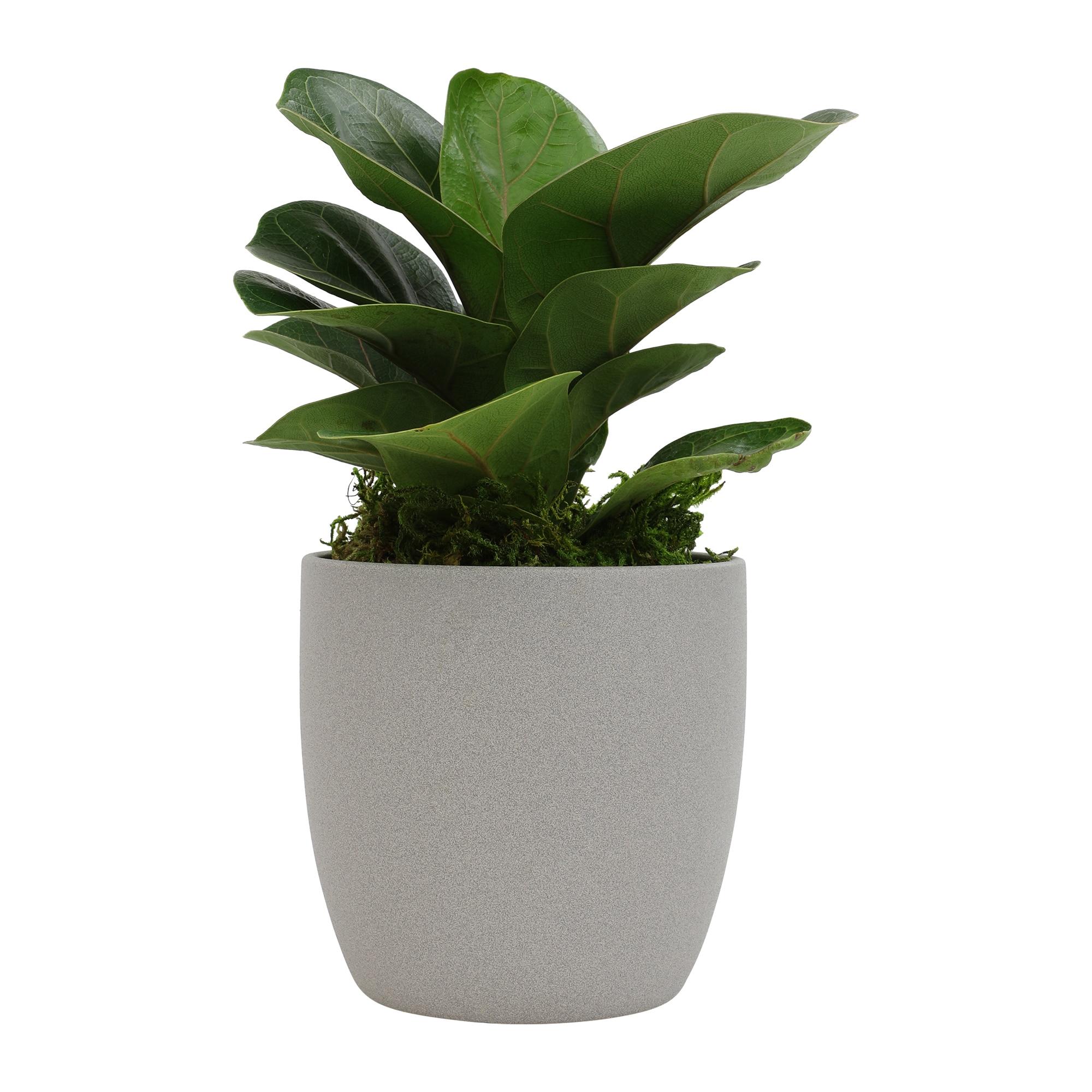 Medium Fiddle Leaf Fig in Brown Ceramic Planter