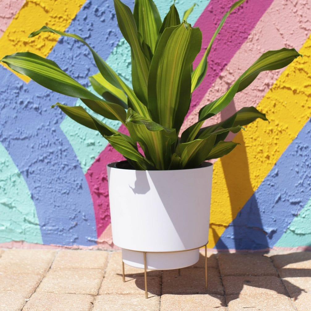 Bloem Hopson 12 in. H X 10 in. D Metal/Plastic Planter with Stand Casper White